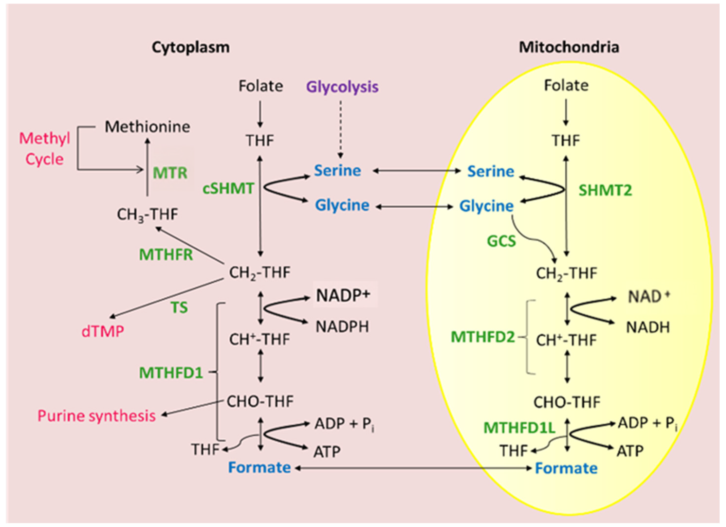 Ijms 26 11025 g002 Ijms 26 11025 g002