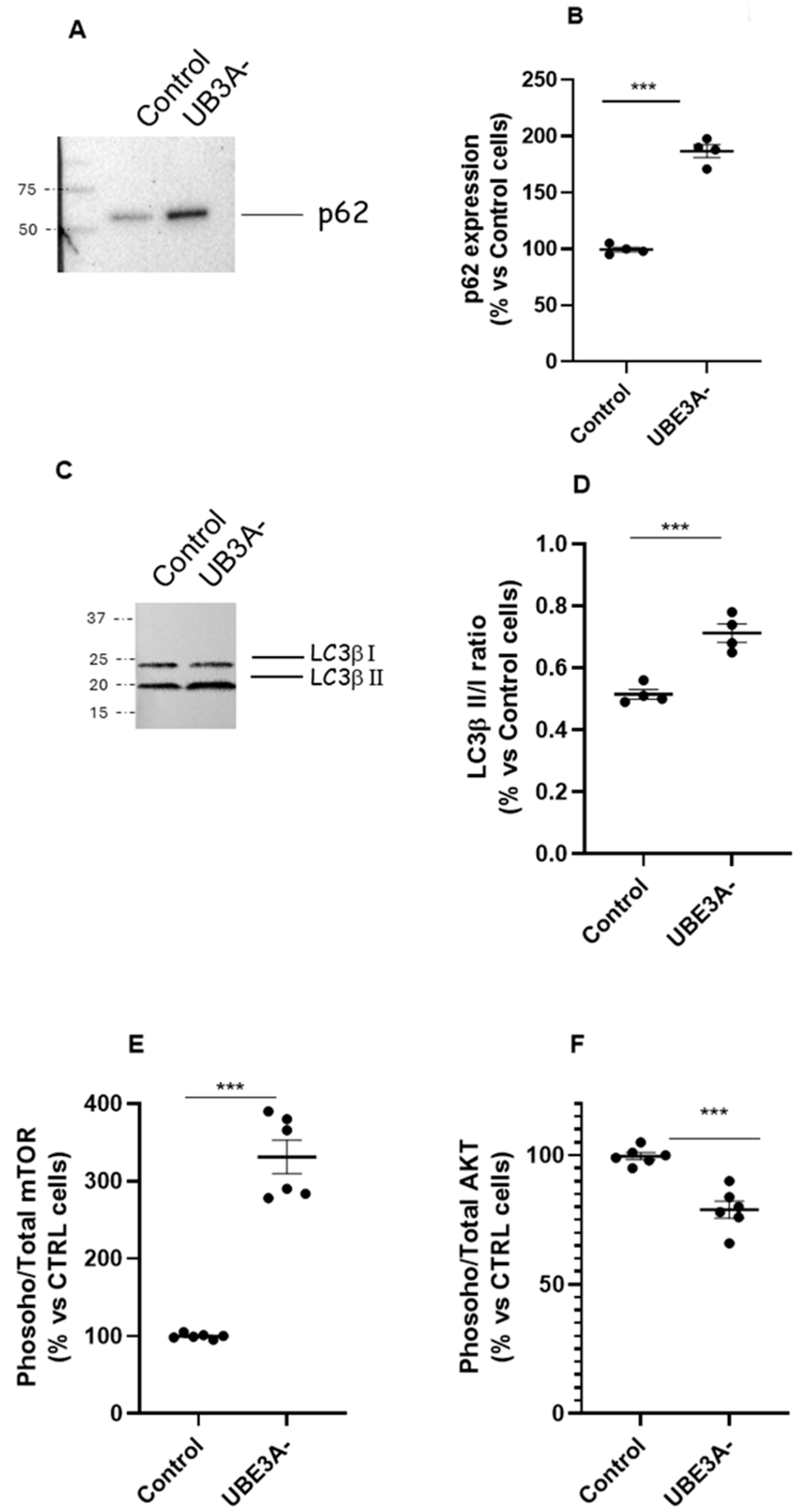 Ijms 26 11032 g001 Ijms 26 11032 g001