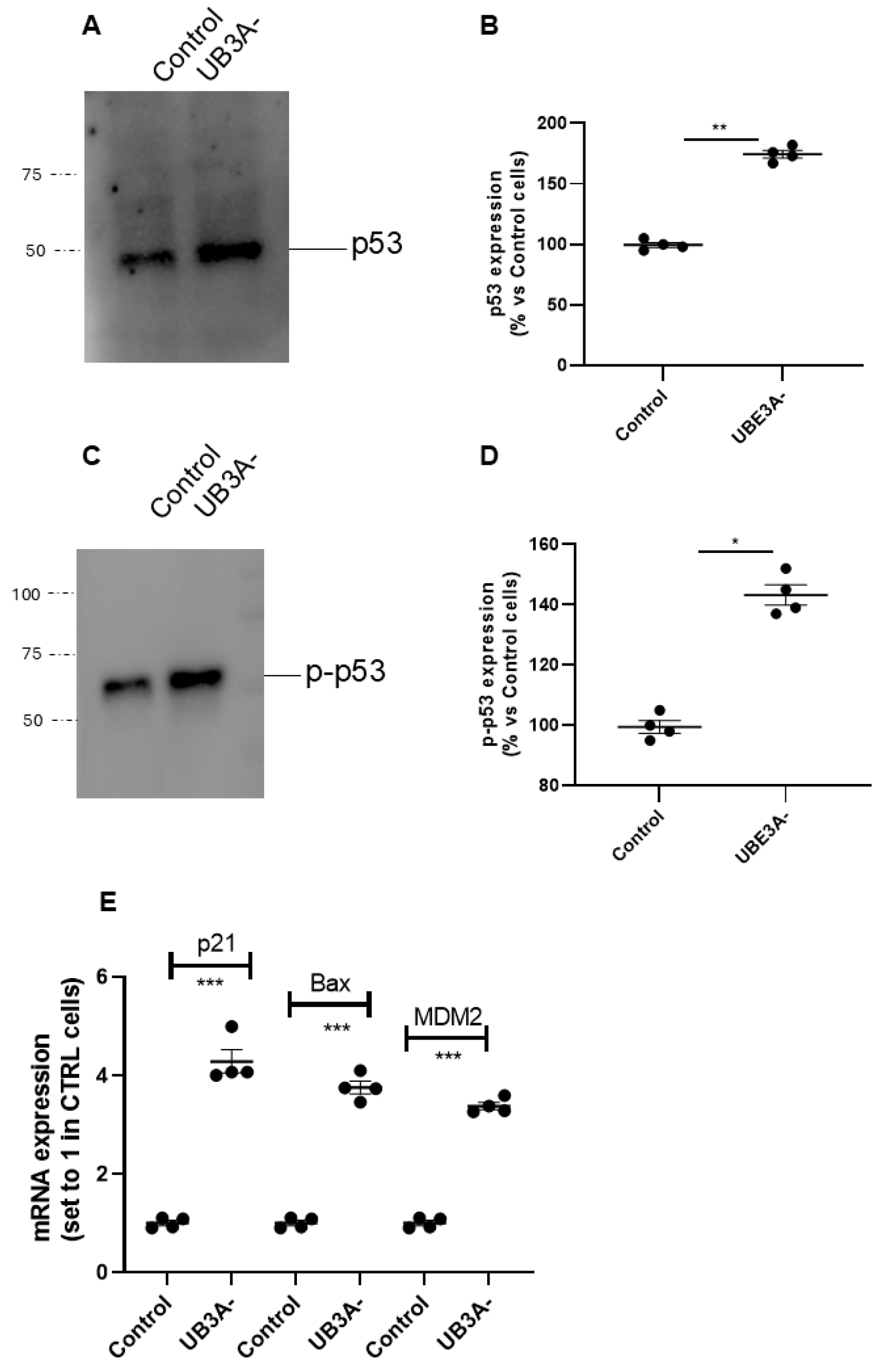 Ijms 26 11032 g003 Ijms 26 11032 g003