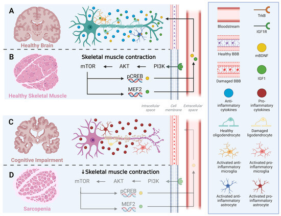 Mild Cognitive Impairment and Sarcopenia: Effects of Resistance ...