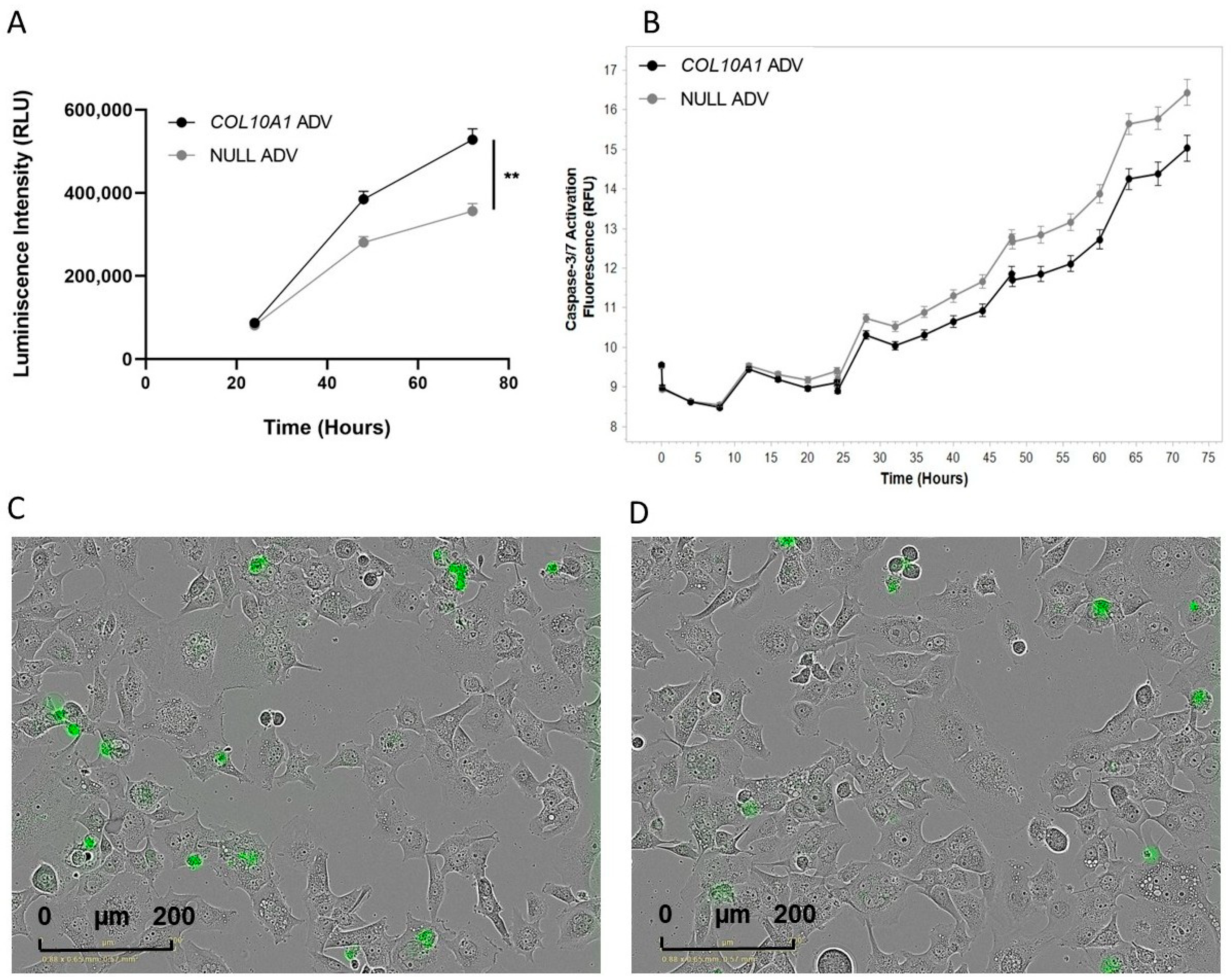 Ijms 26 11043 g003 Ijms 26 11043 g003