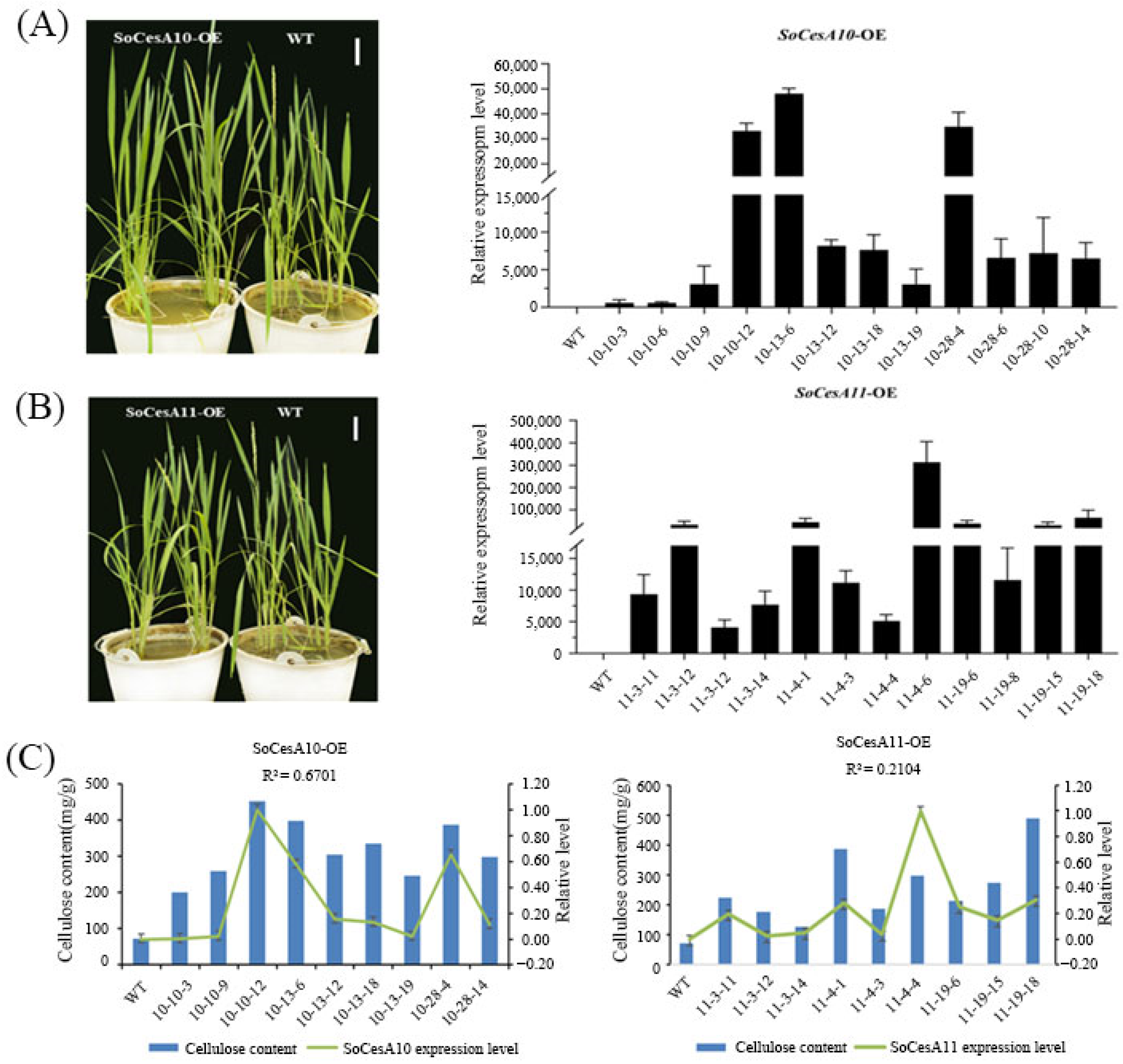 Ijms 26 11046 g004 Ijms 26 11046 g004