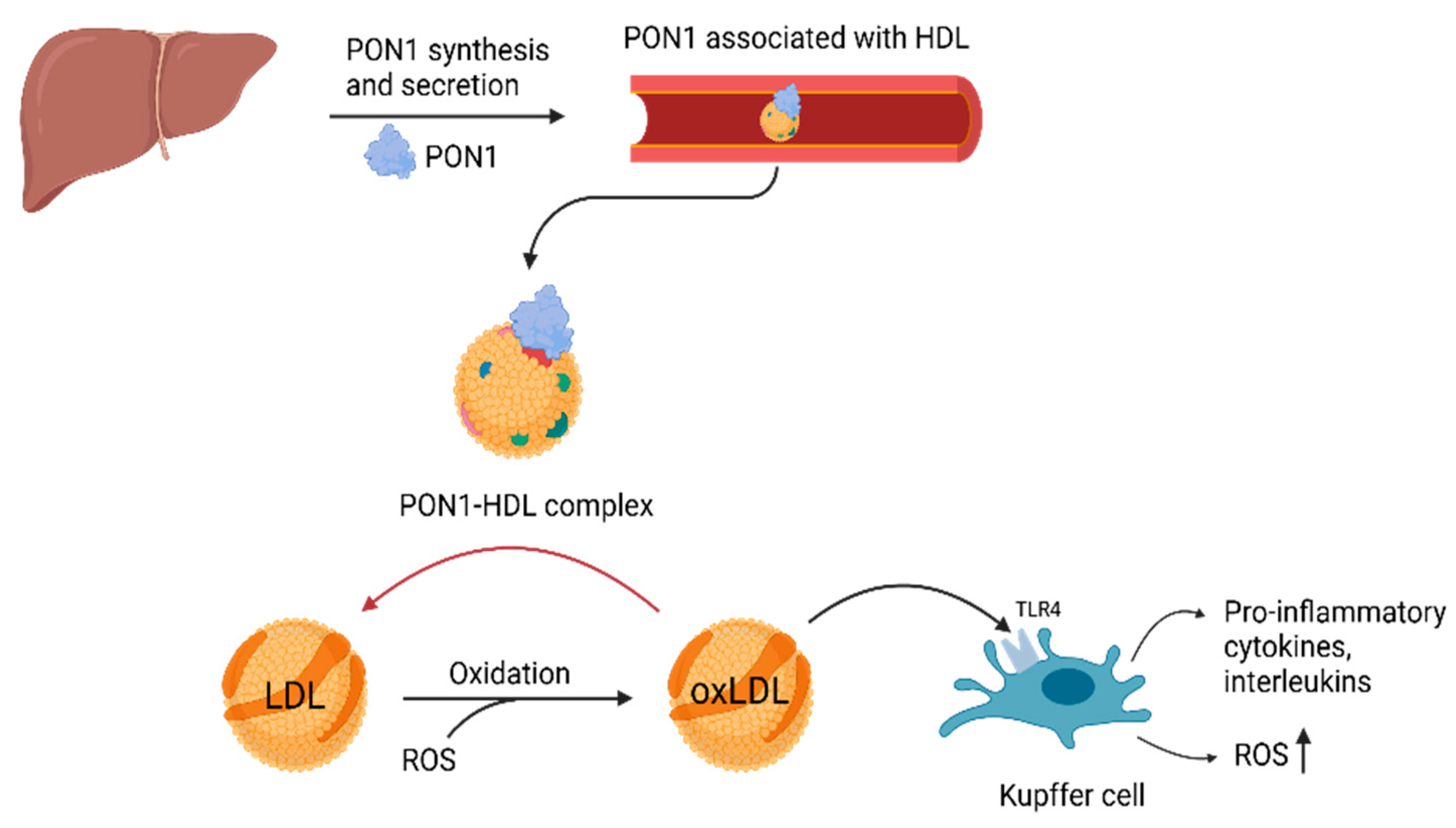 Ijms 26 11054 g003 Ijms 26 11054 g003