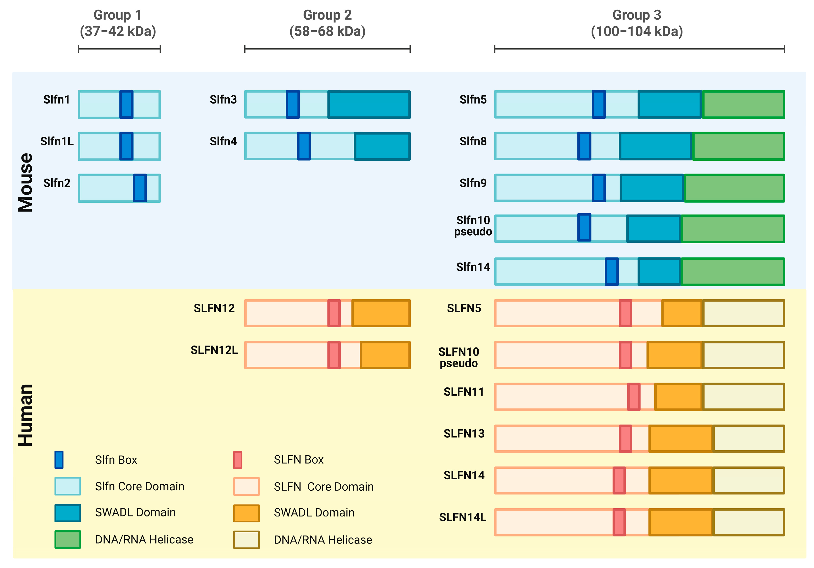 Ijms 26 11058 g001 Ijms 26 11058 g001