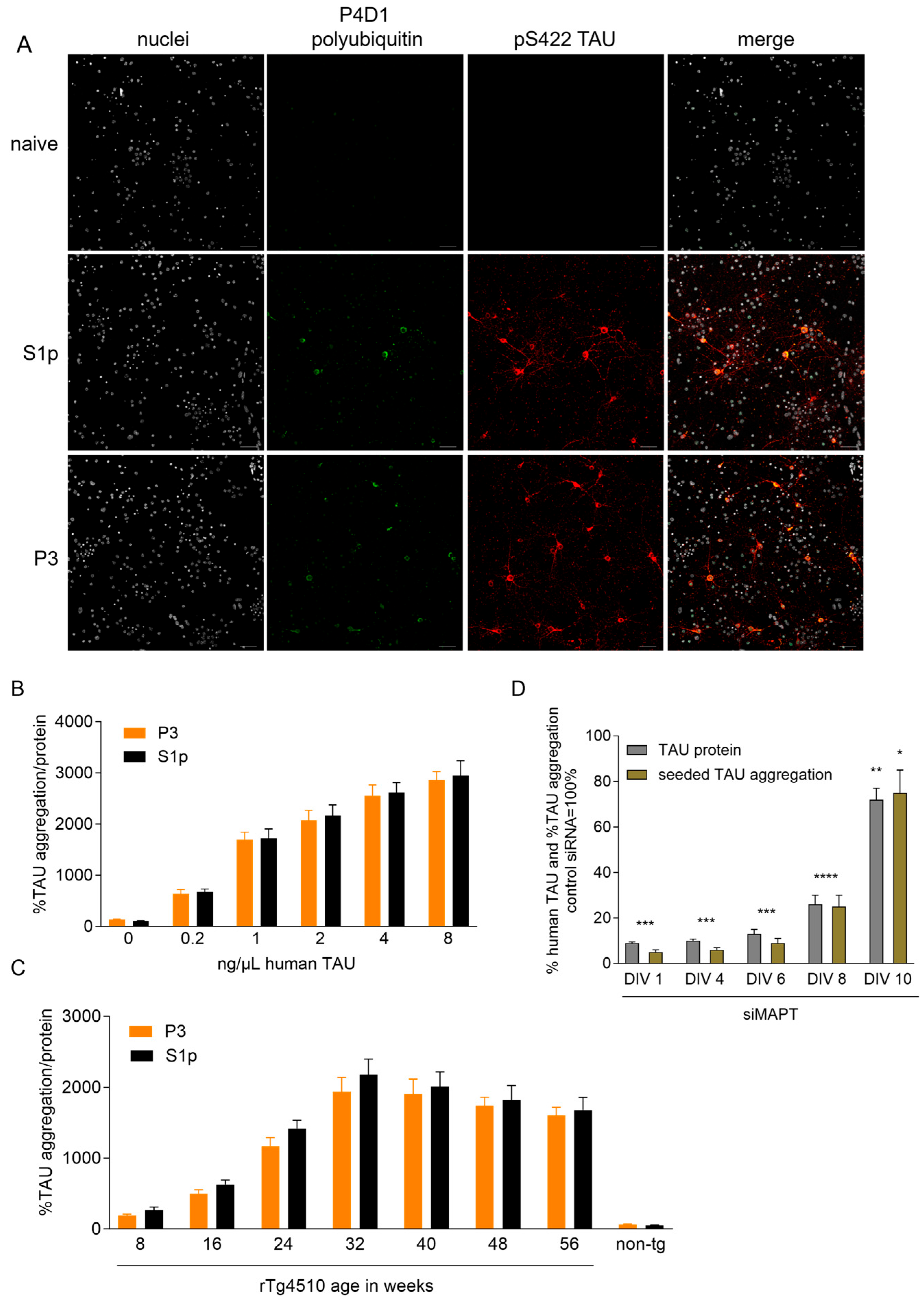 Ijms 26 11062 g001 Ijms 26 11062 g001