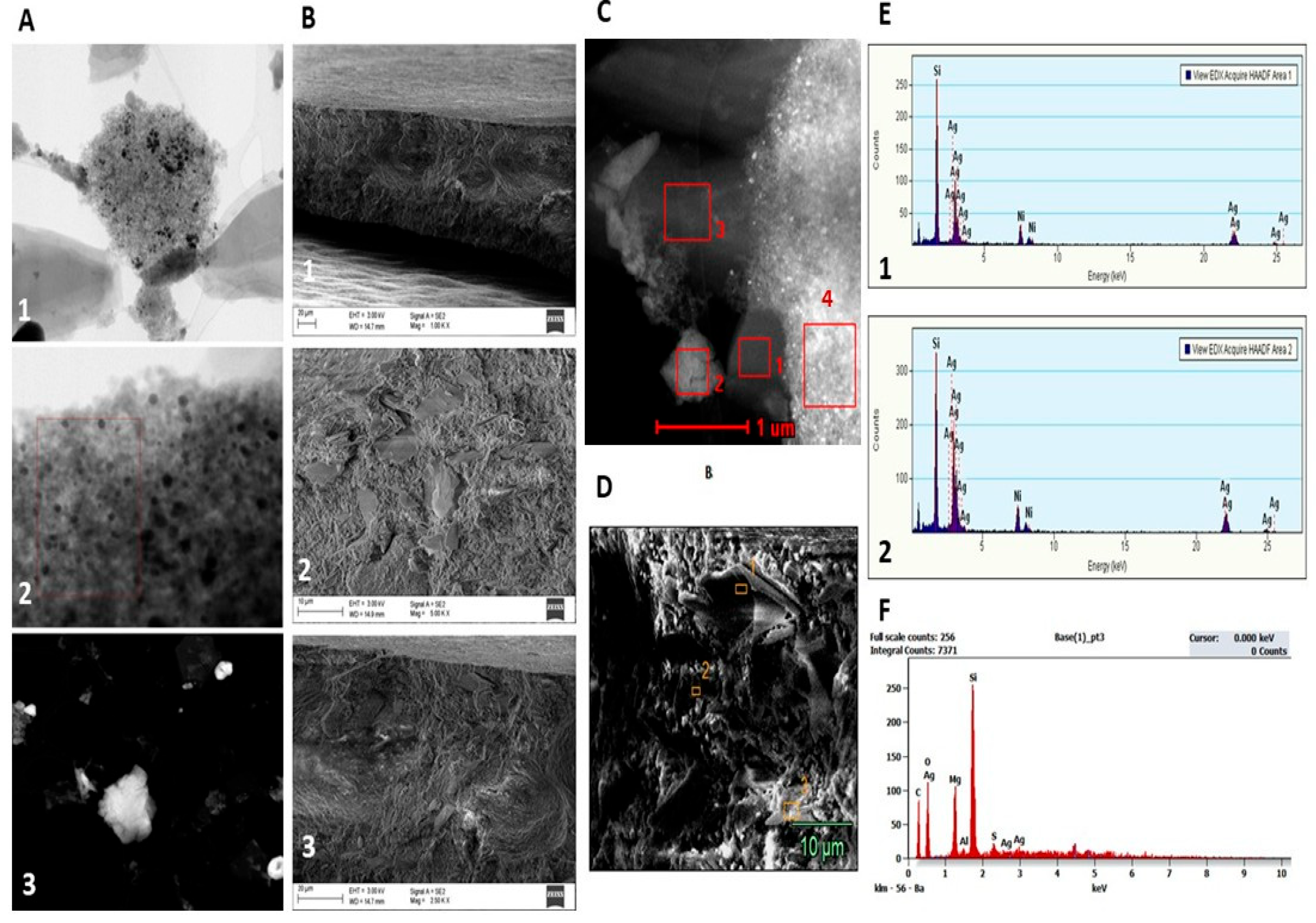 Ijms 26 11068 g004 Ijms 26 11068 g004