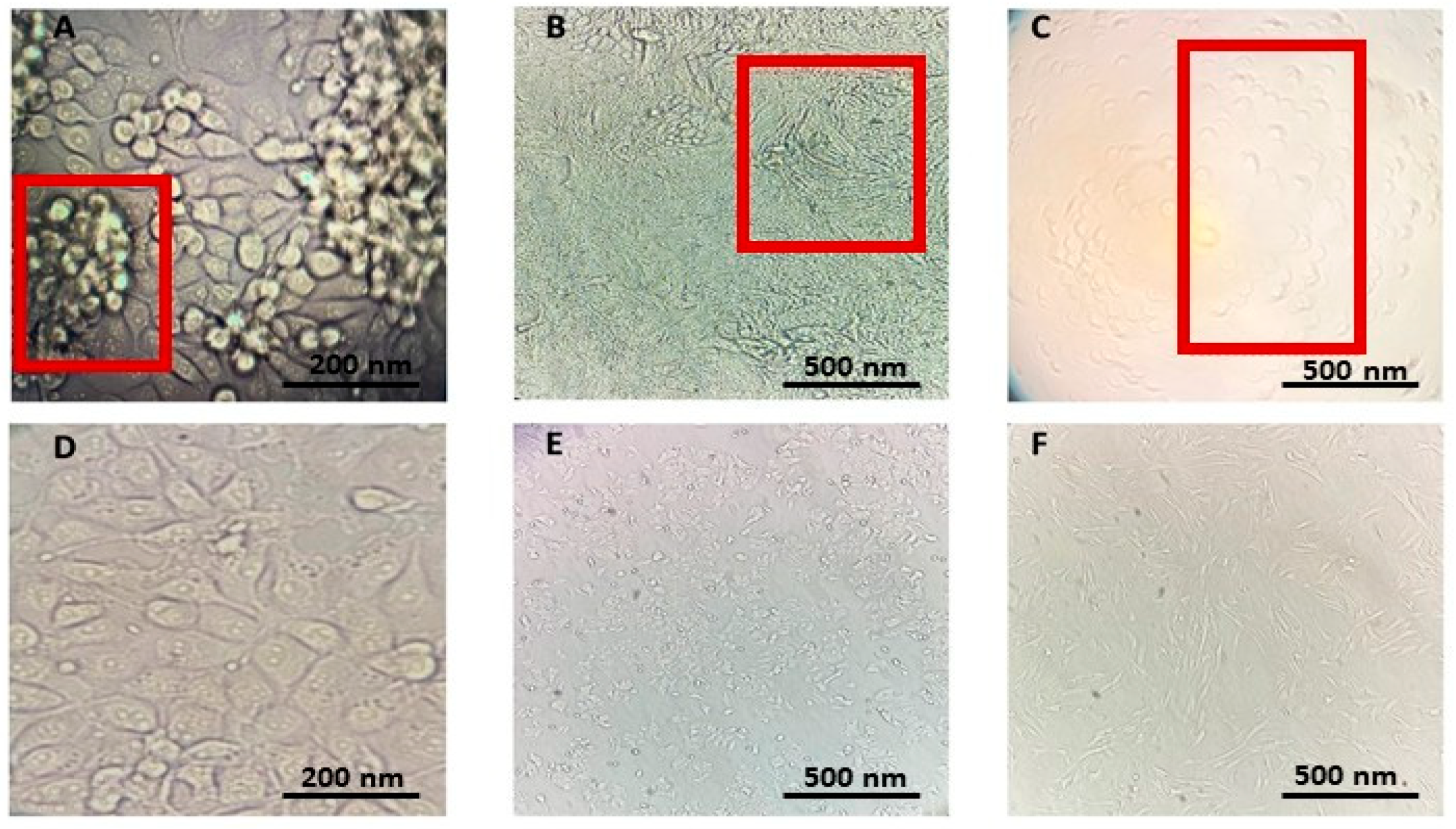 Ijms 26 11068 g006 Ijms 26 11068 g006