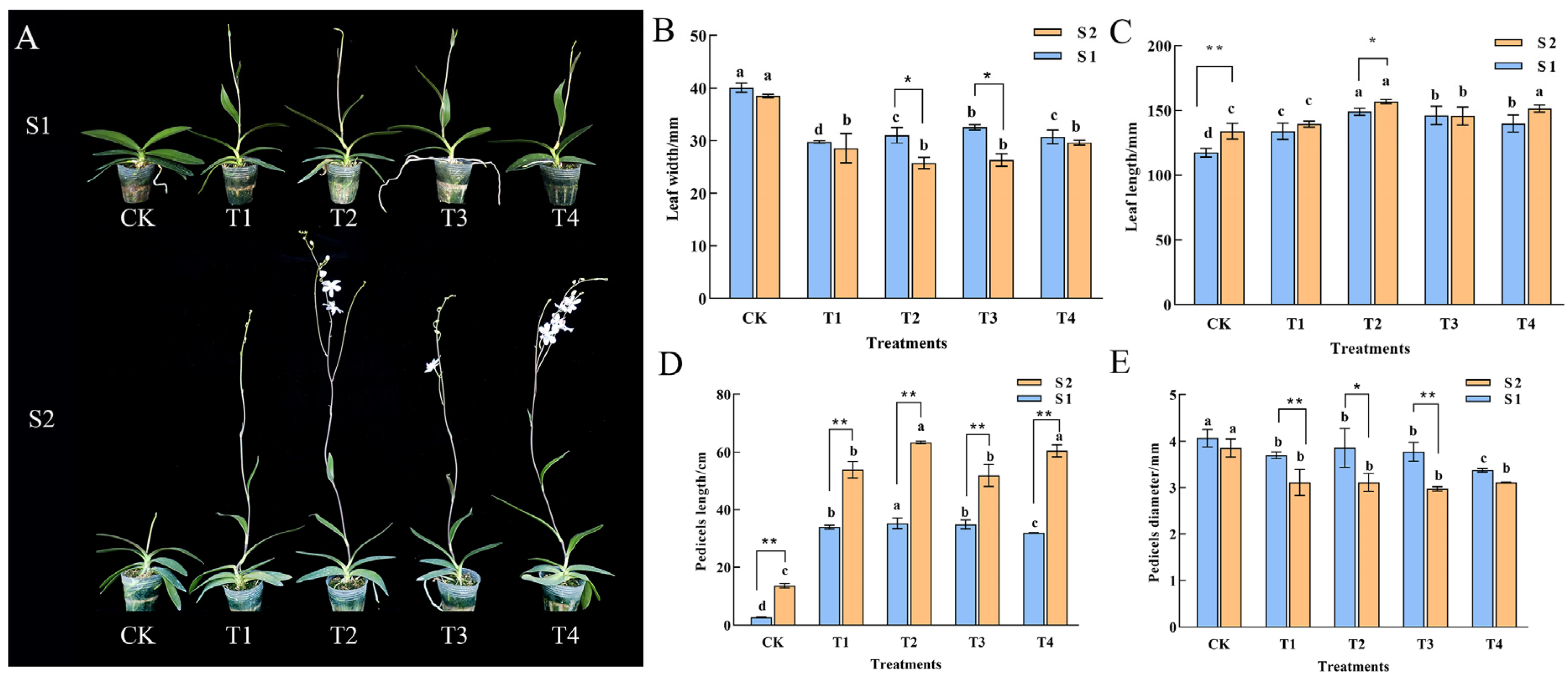 Ijms 26 11069 g001 Ijms 26 11069 g001