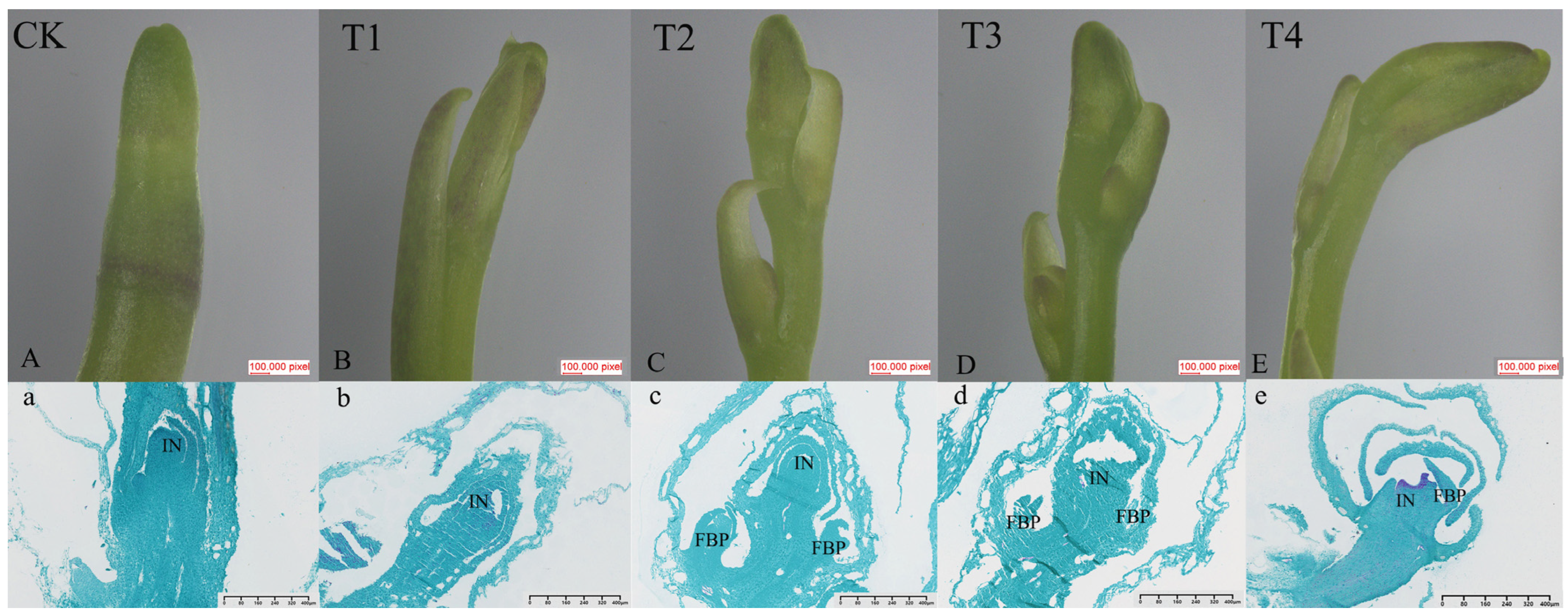 Ijms 26 11069 g002 Ijms 26 11069 g002