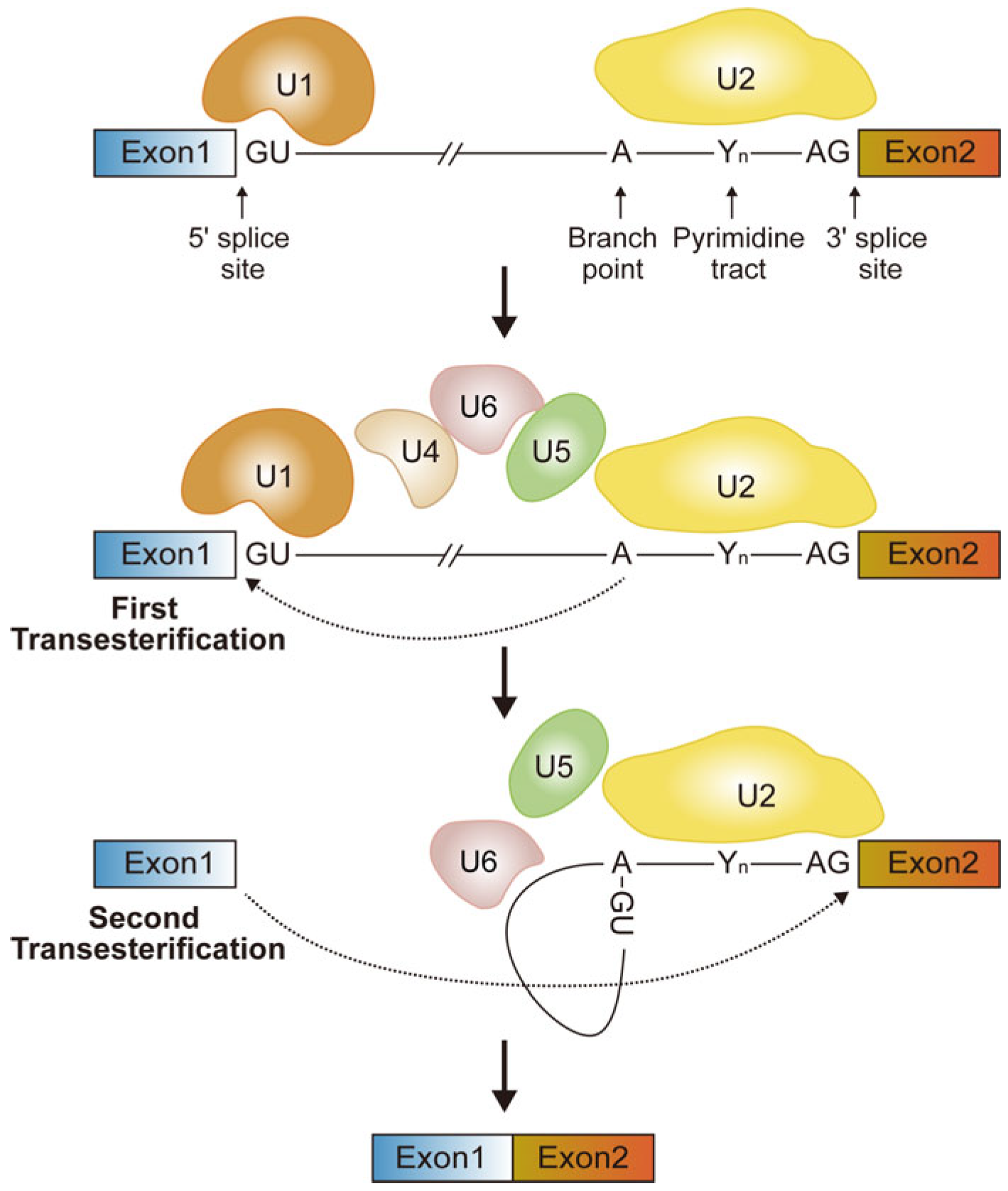 Ijms 26 11075 g001 Ijms 26 11075 g001