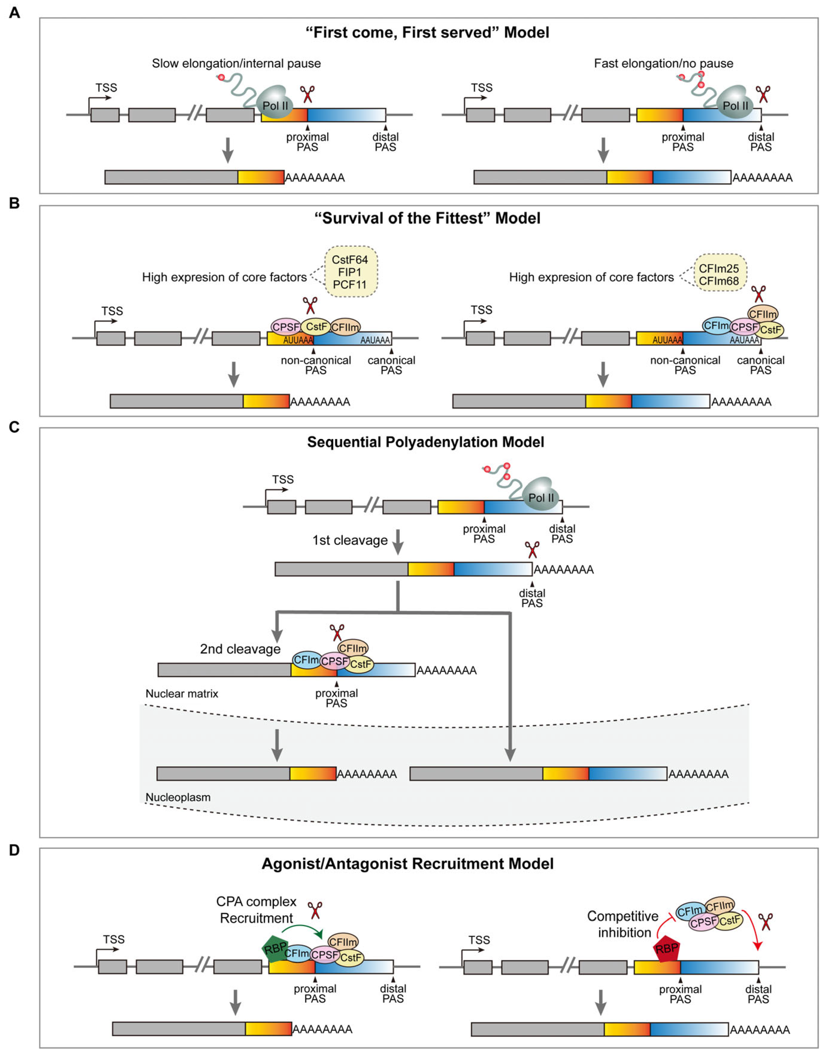 Ijms 26 11075 g004 Ijms 26 11075 g004
