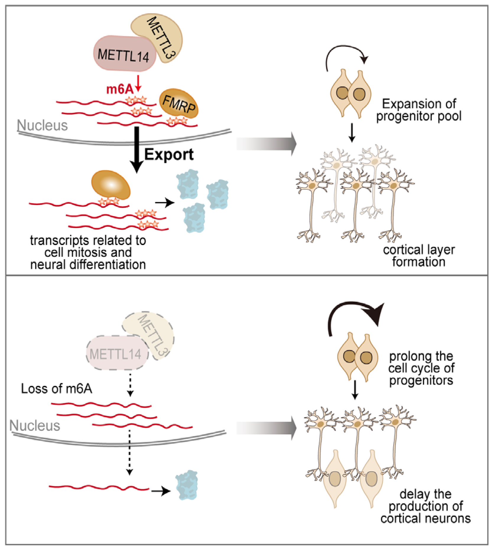 Ijms 26 11075 g006 Ijms 26 11075 g006