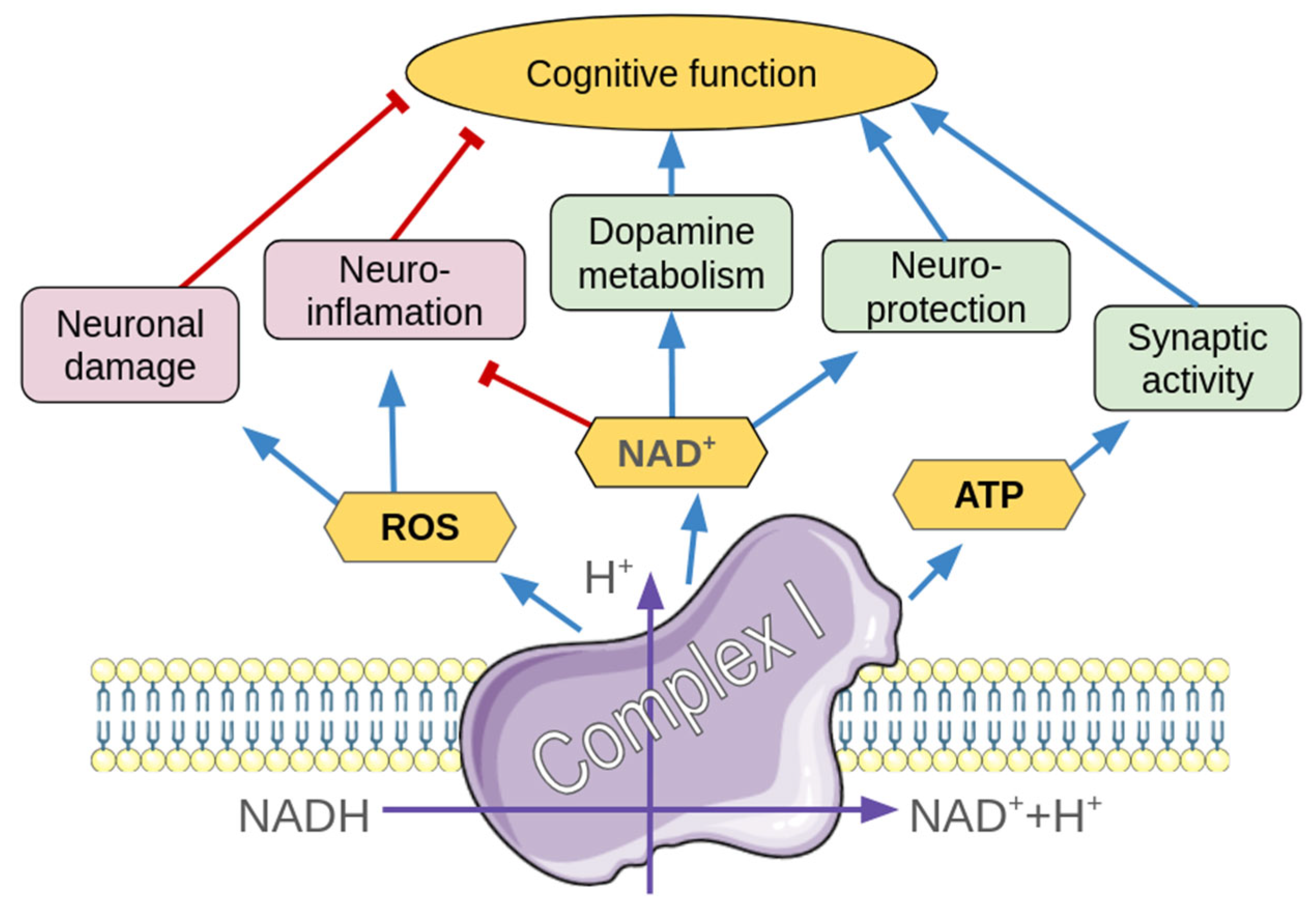 Ijms 26 11079 g005 Ijms 26 11079 g005
