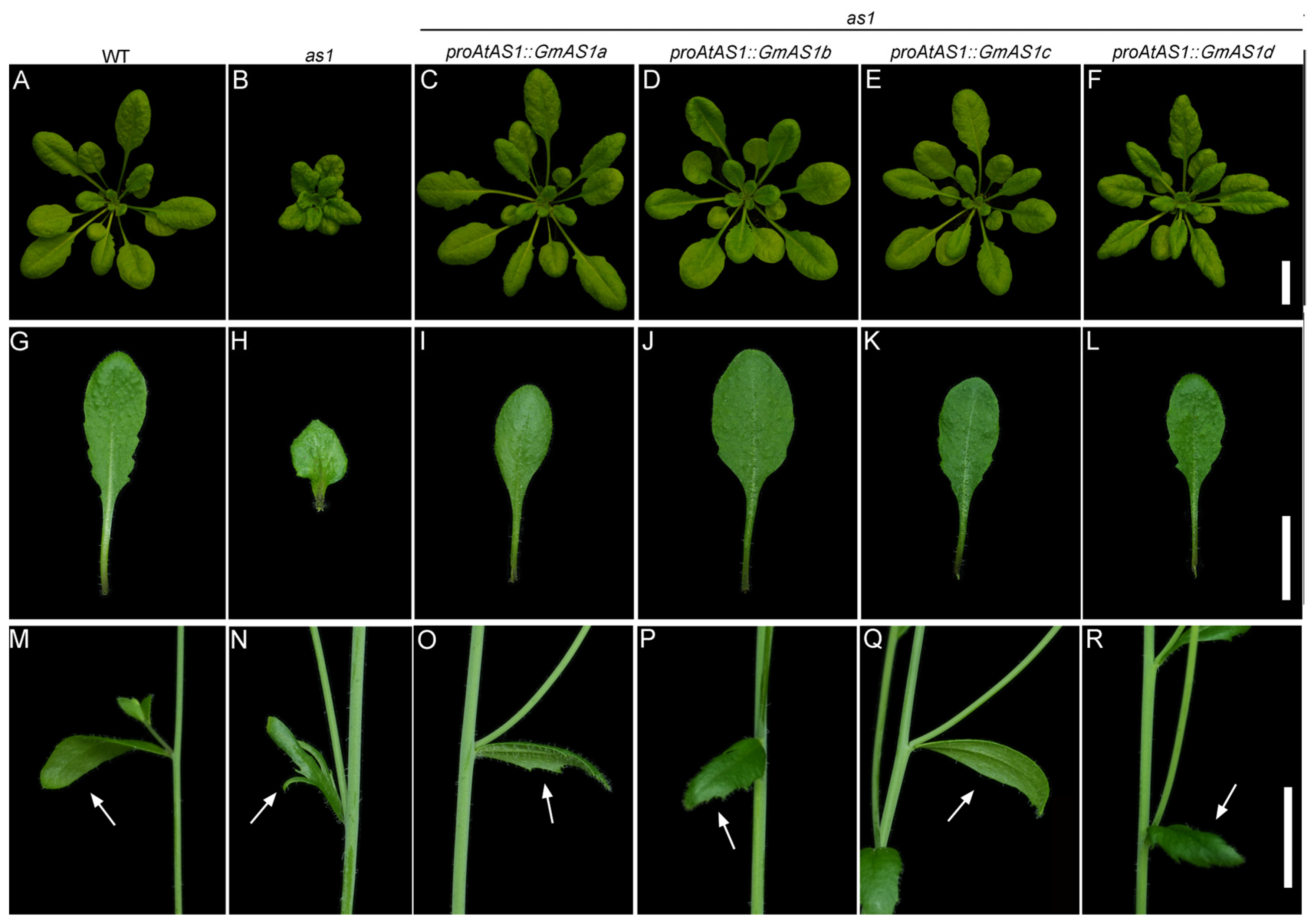Ijms 26 11089 g005 Ijms 26 11089 g005