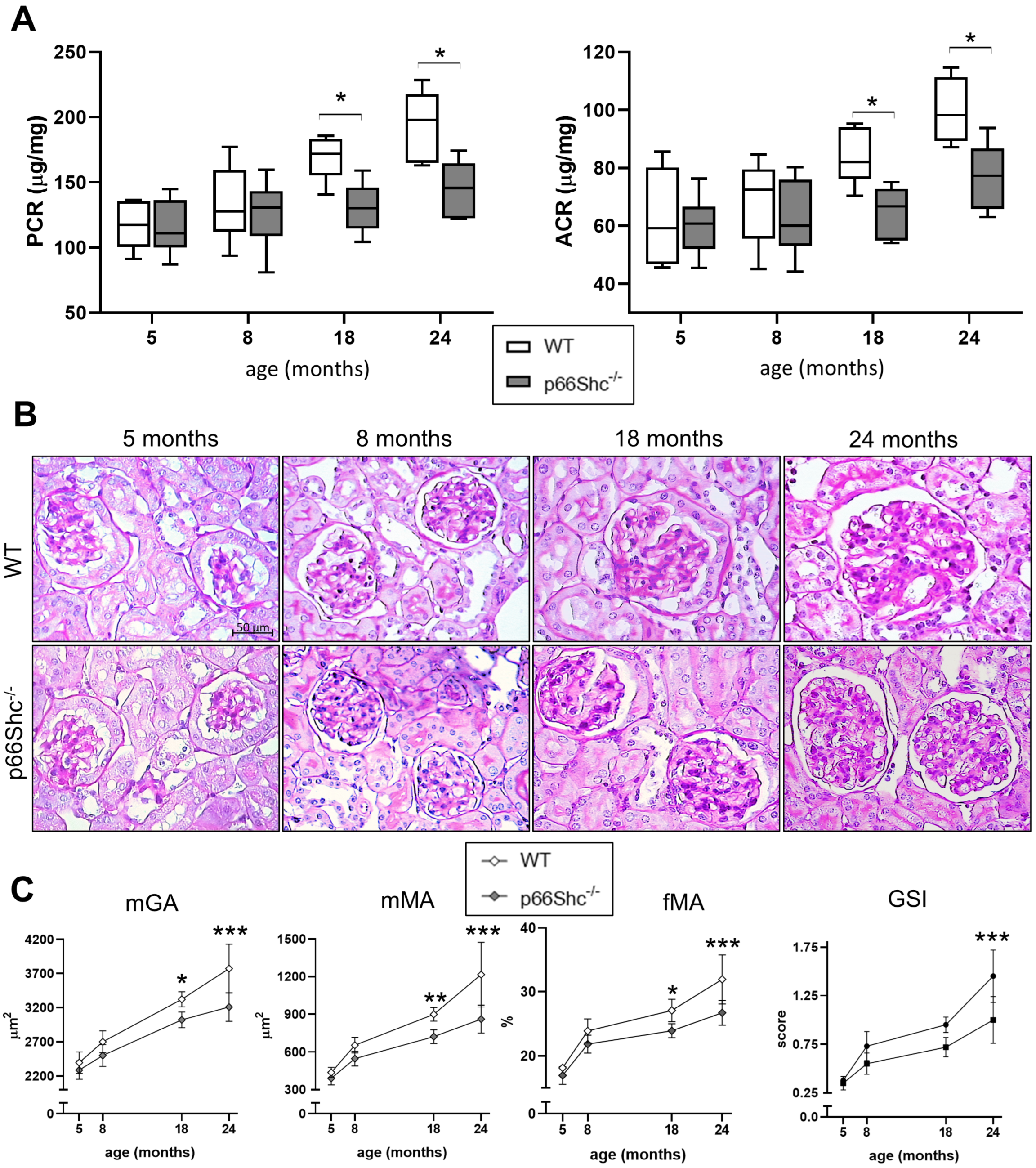 Ijms 26 11096 g001 Ijms 26 11096 g001