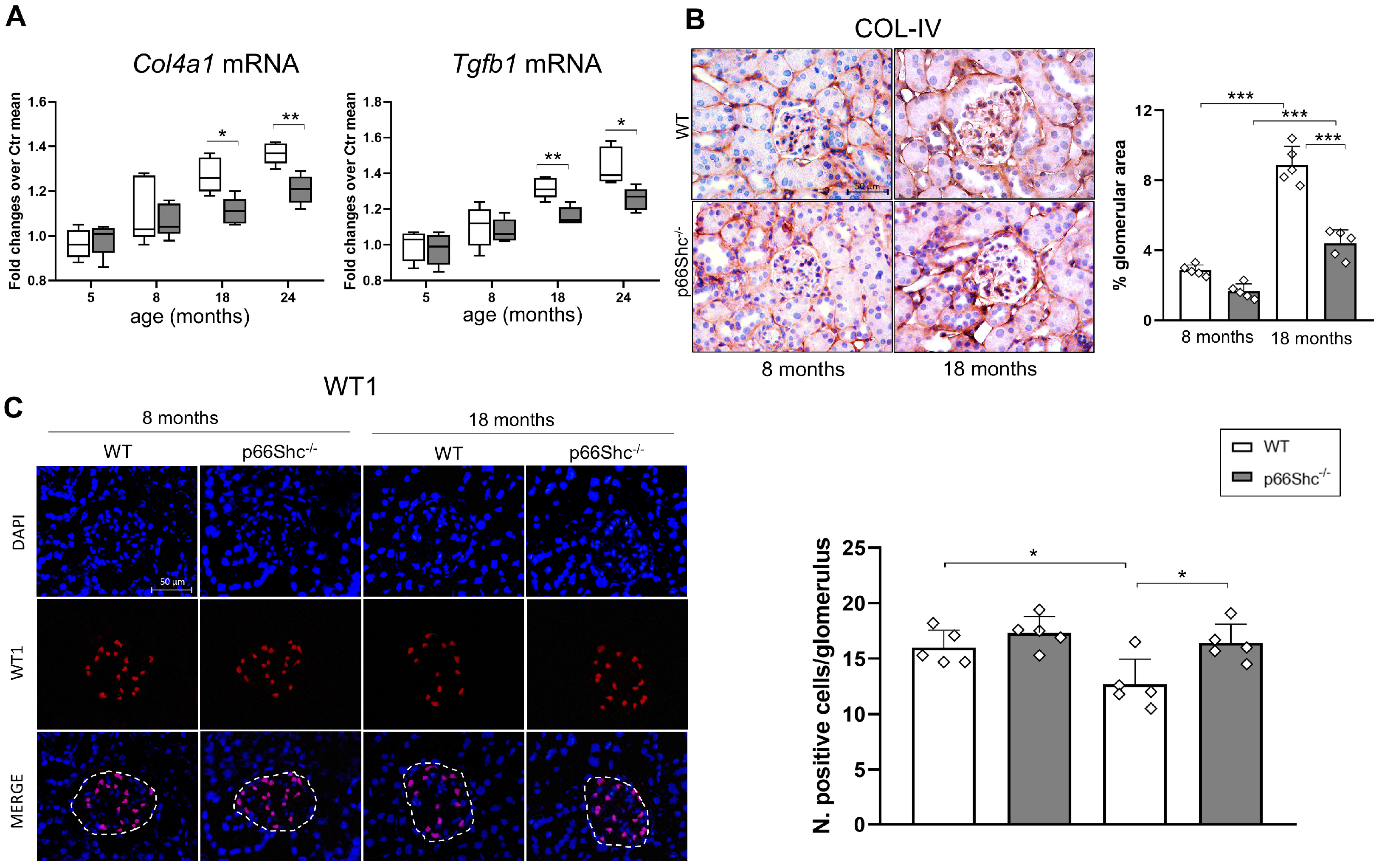 Ijms 26 11096 g002 Ijms 26 11096 g002