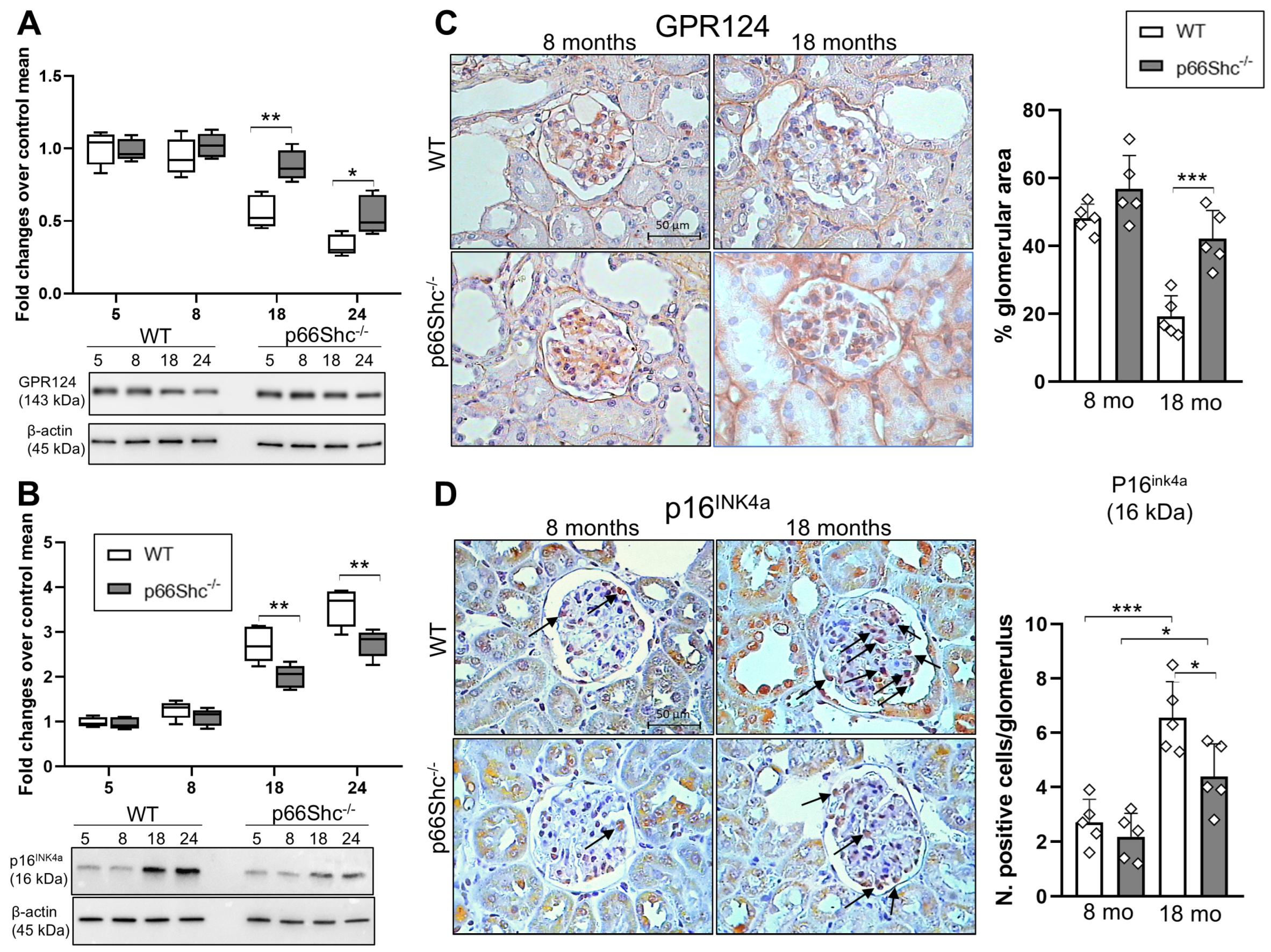 Ijms 26 11096 g004 Ijms 26 11096 g004