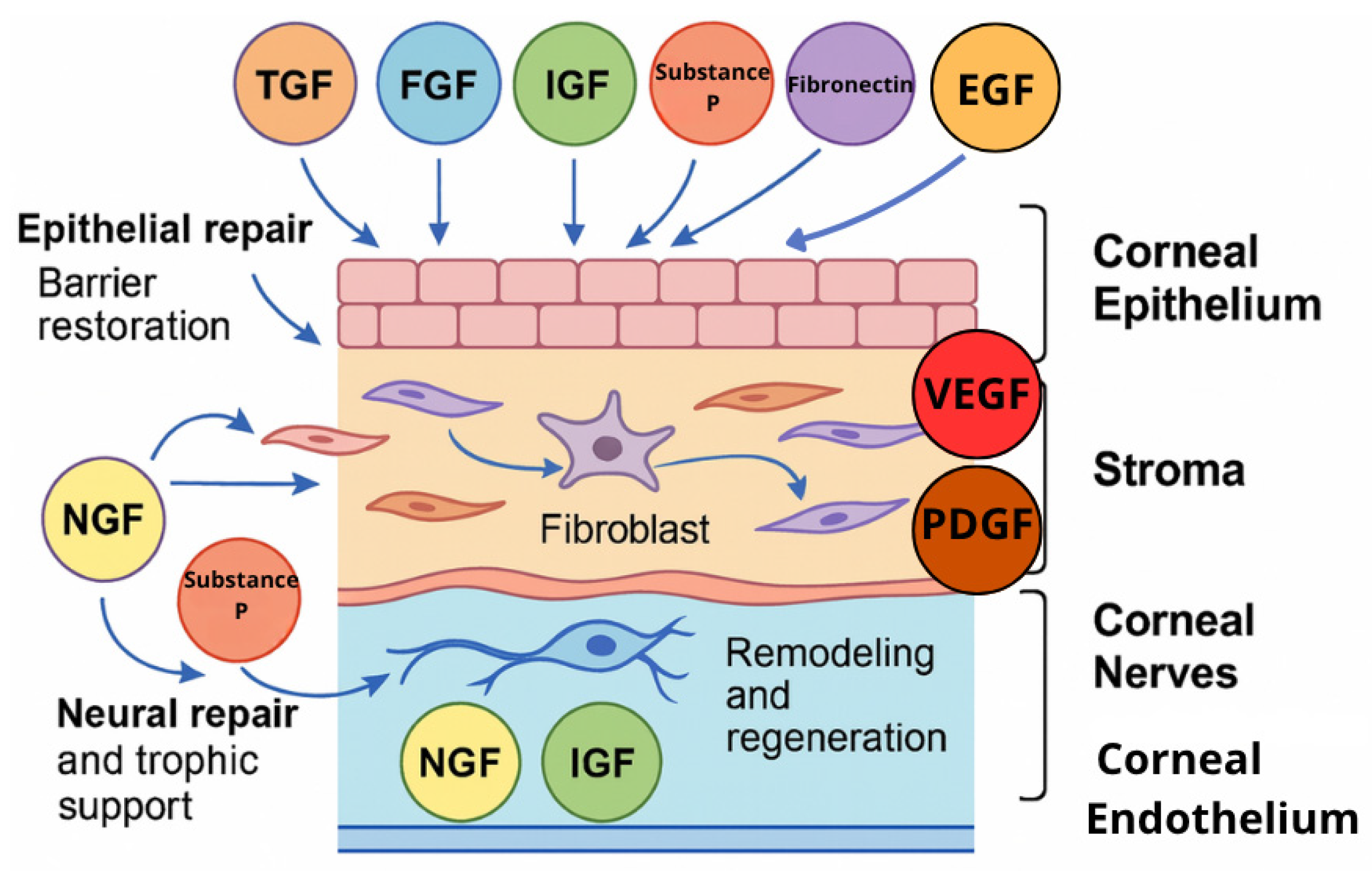 Ijms 26 11097 g001 Ijms 26 11097 g001