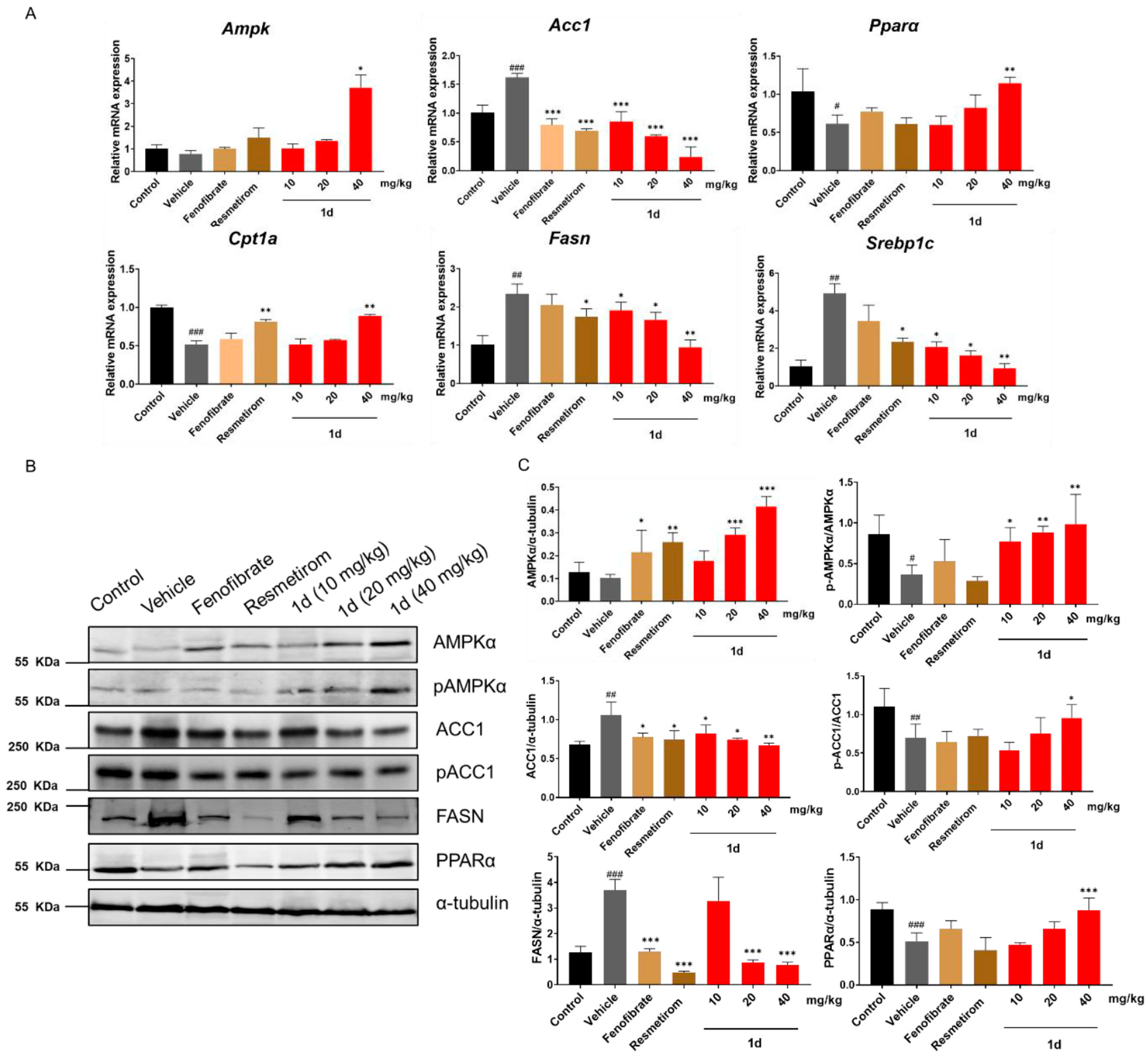 Ijms 26 11099 g007 Ijms 26 11099 g007