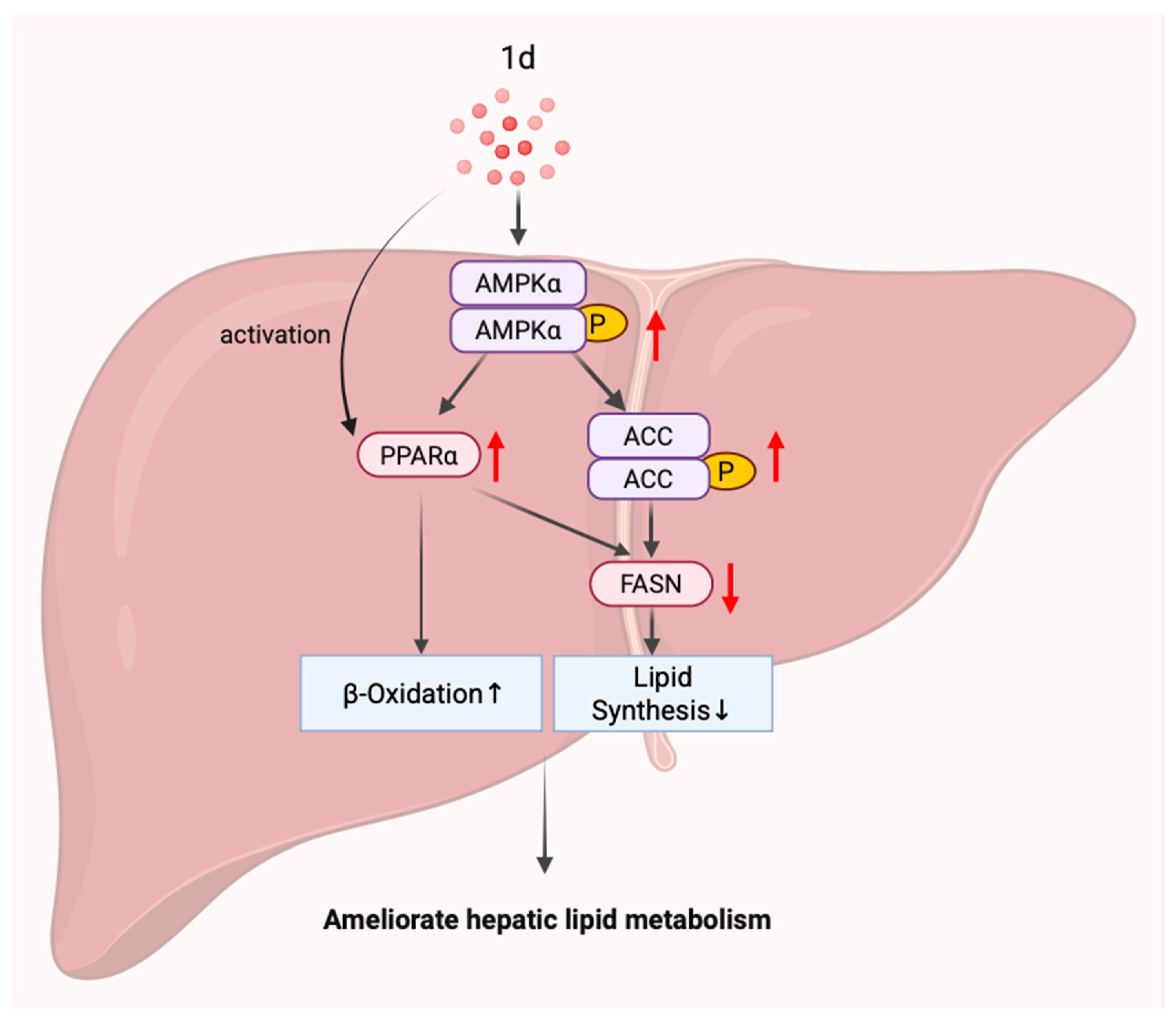 Ijms 26 11099 g008 Ijms 26 11099 g008