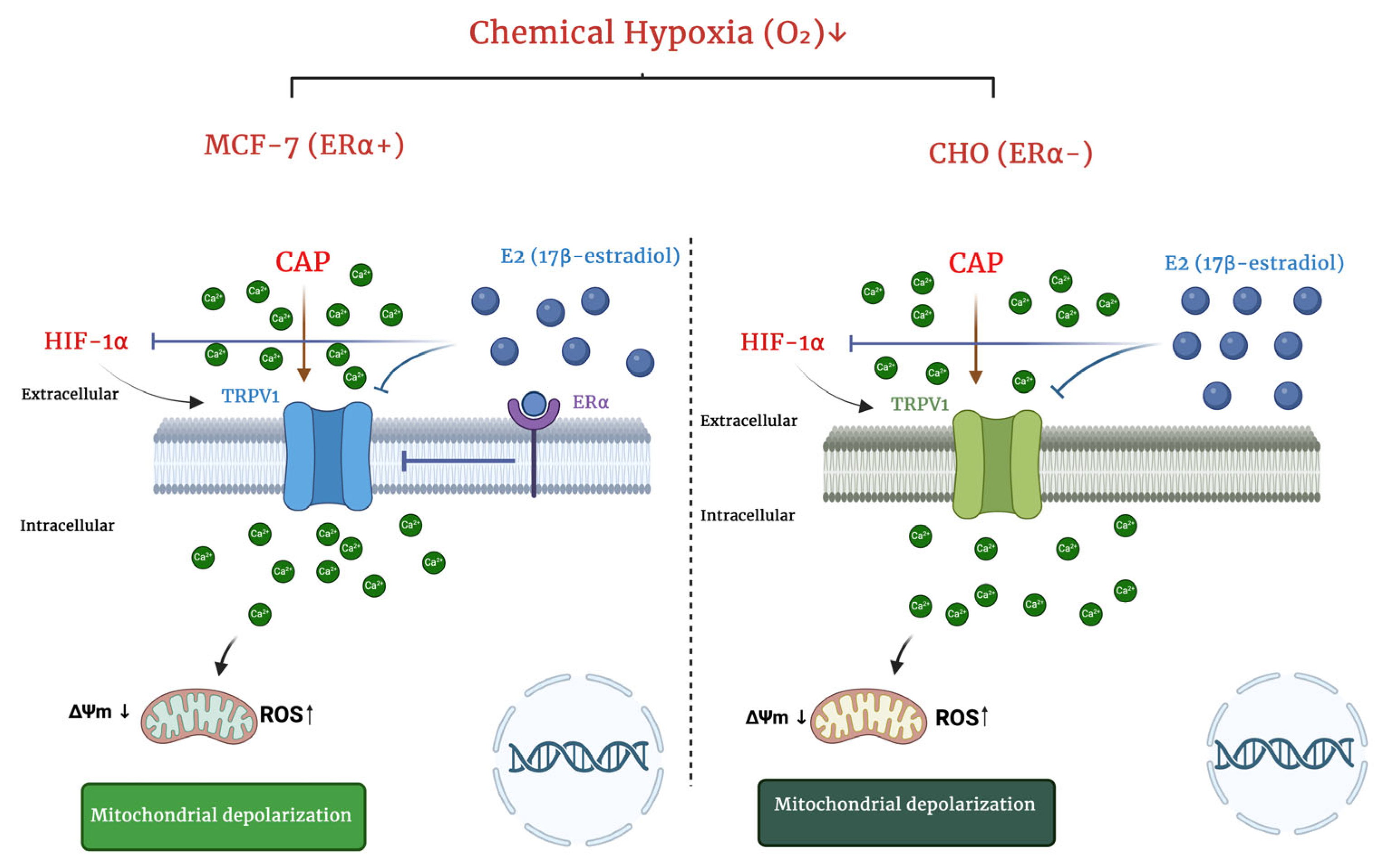 Ijms 26 11110 g007 Ijms 26 11110 g007