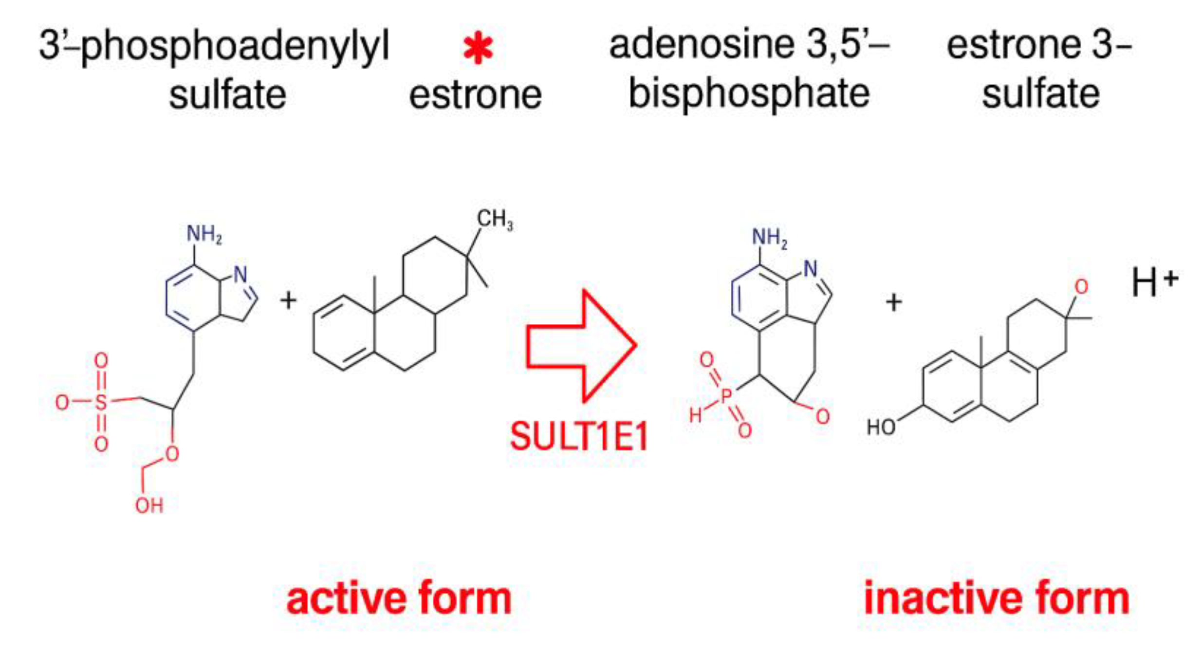 Ijms 26 11115 g004 Ijms 26 11115 g004