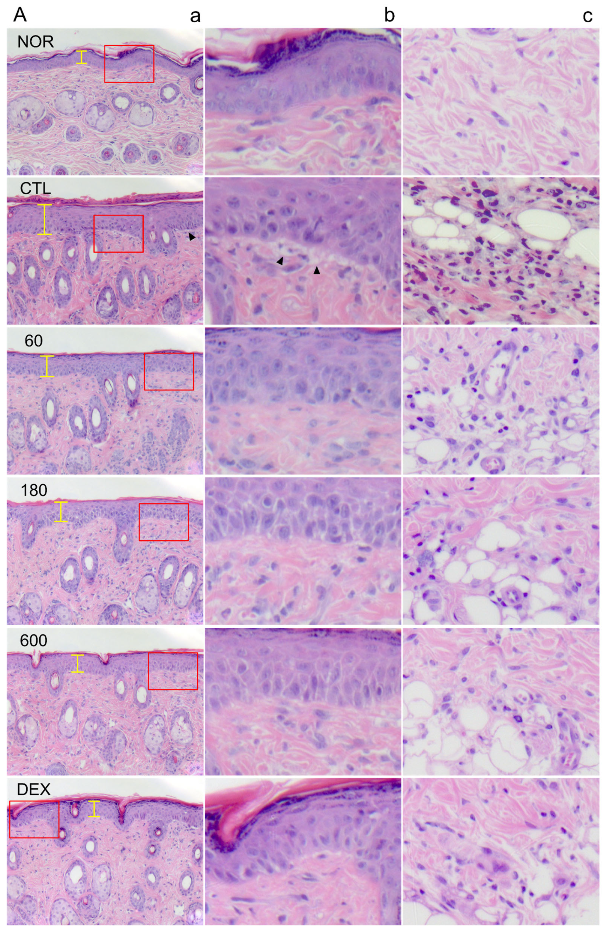 Ijms 26 11122 g004a Ijms 26 11122 g004a