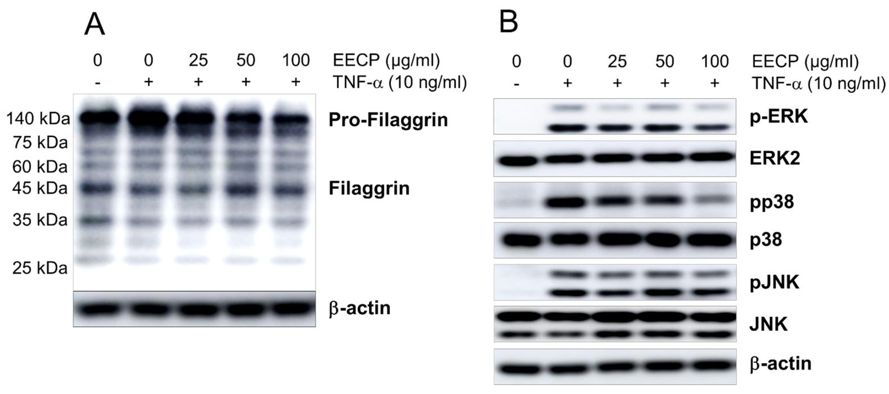 Ijms 26 11122 g006 Ijms 26 11122 g006