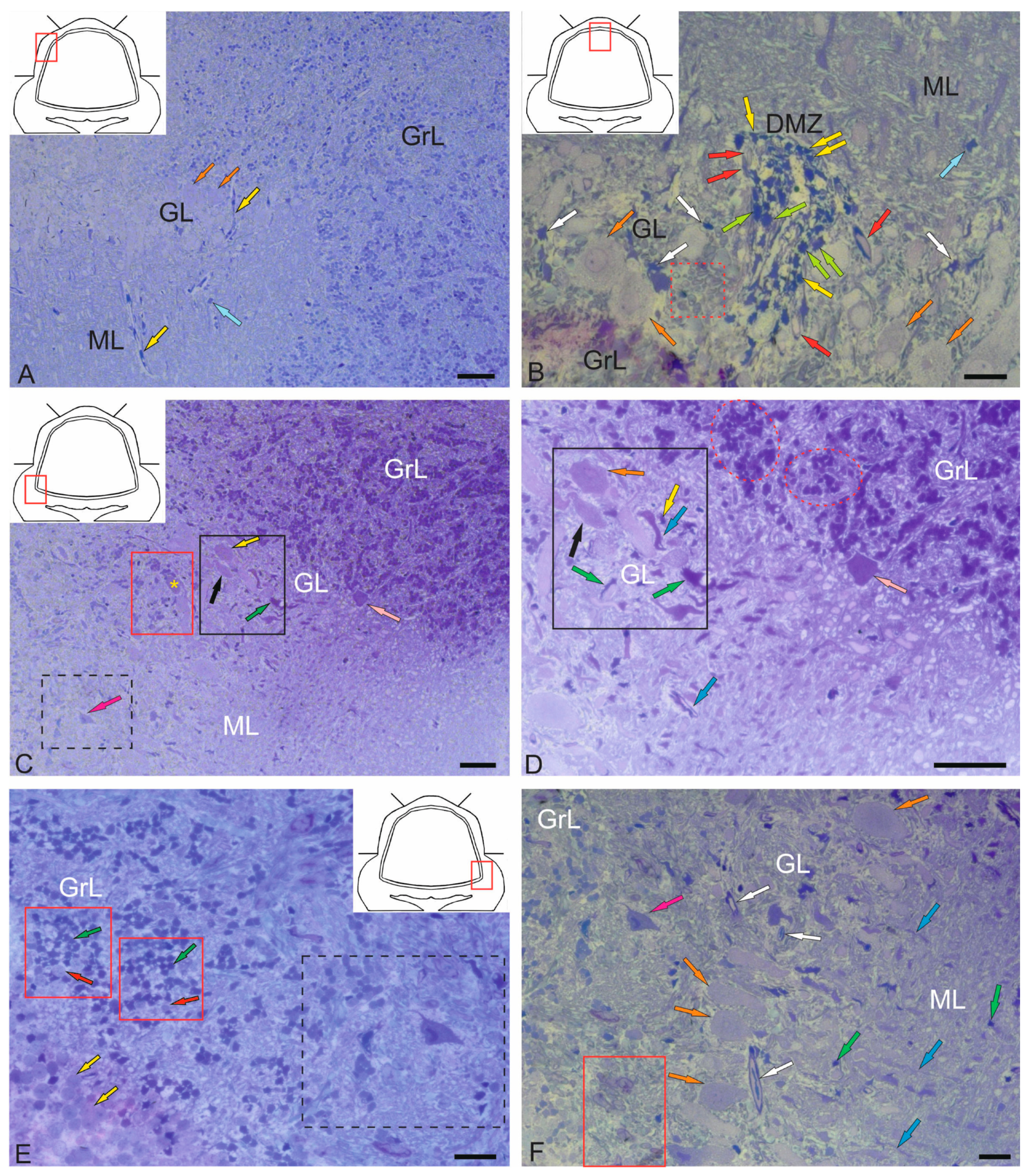 Ijms 26 11123 g001 Ijms 26 11123 g001