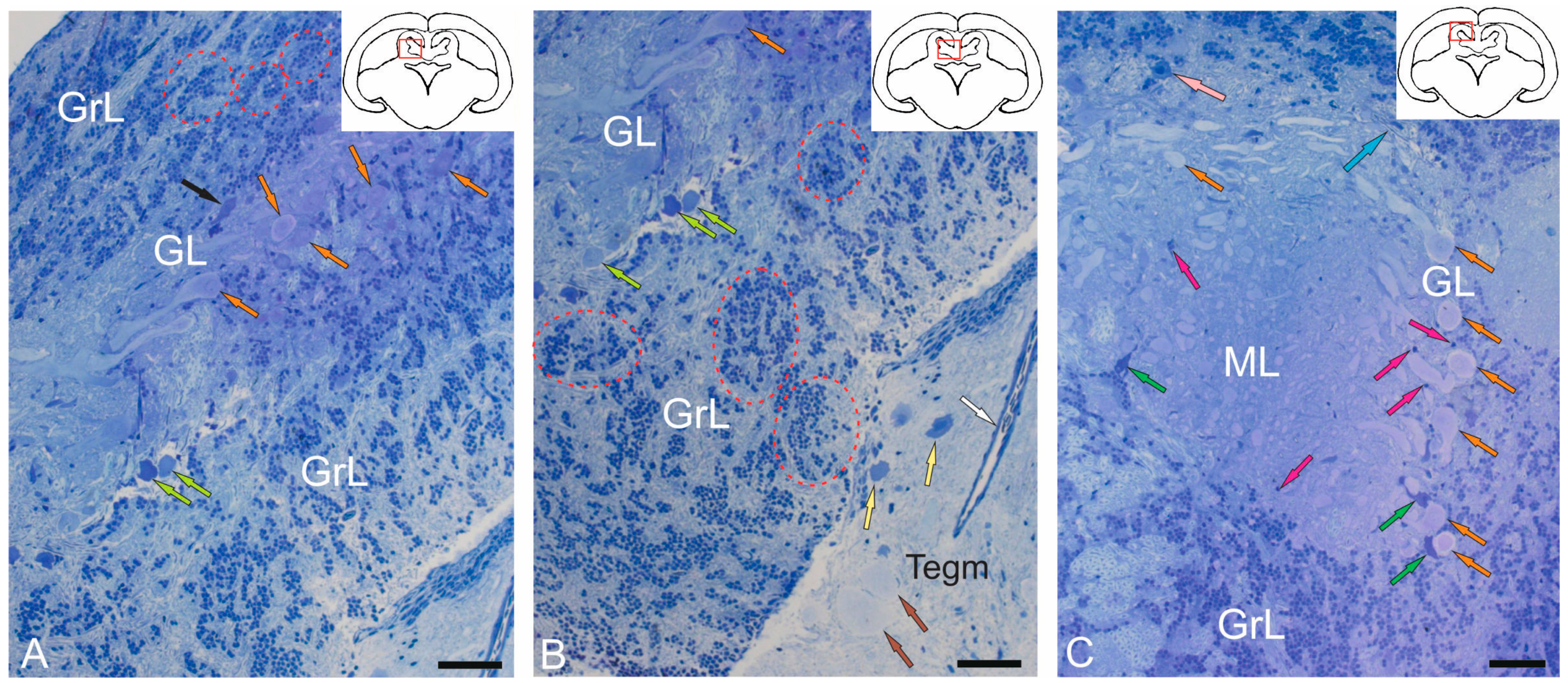 Ijms 26 11123 g002 Ijms 26 11123 g002