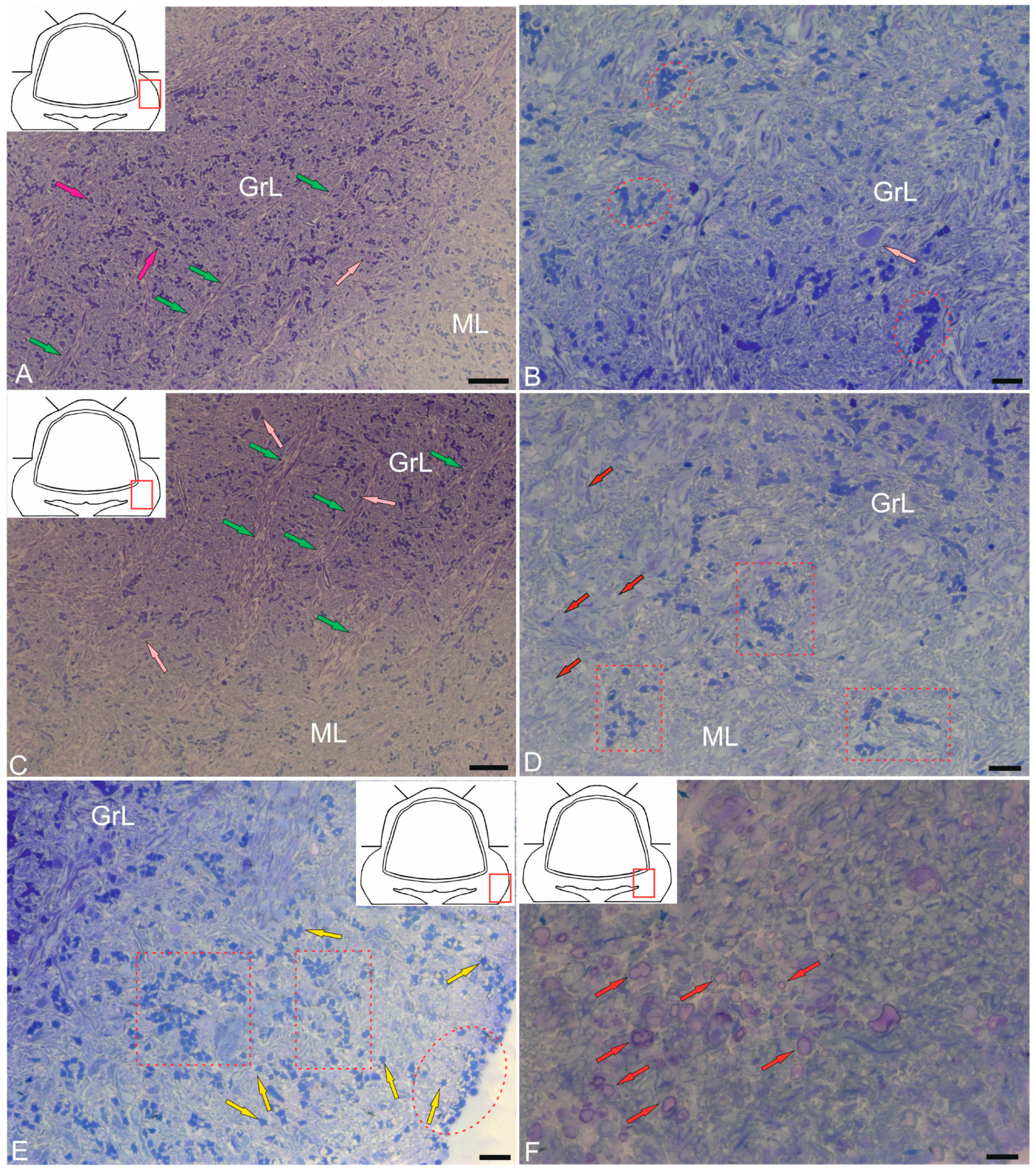 Ijms 26 11123 g003 Ijms 26 11123 g003