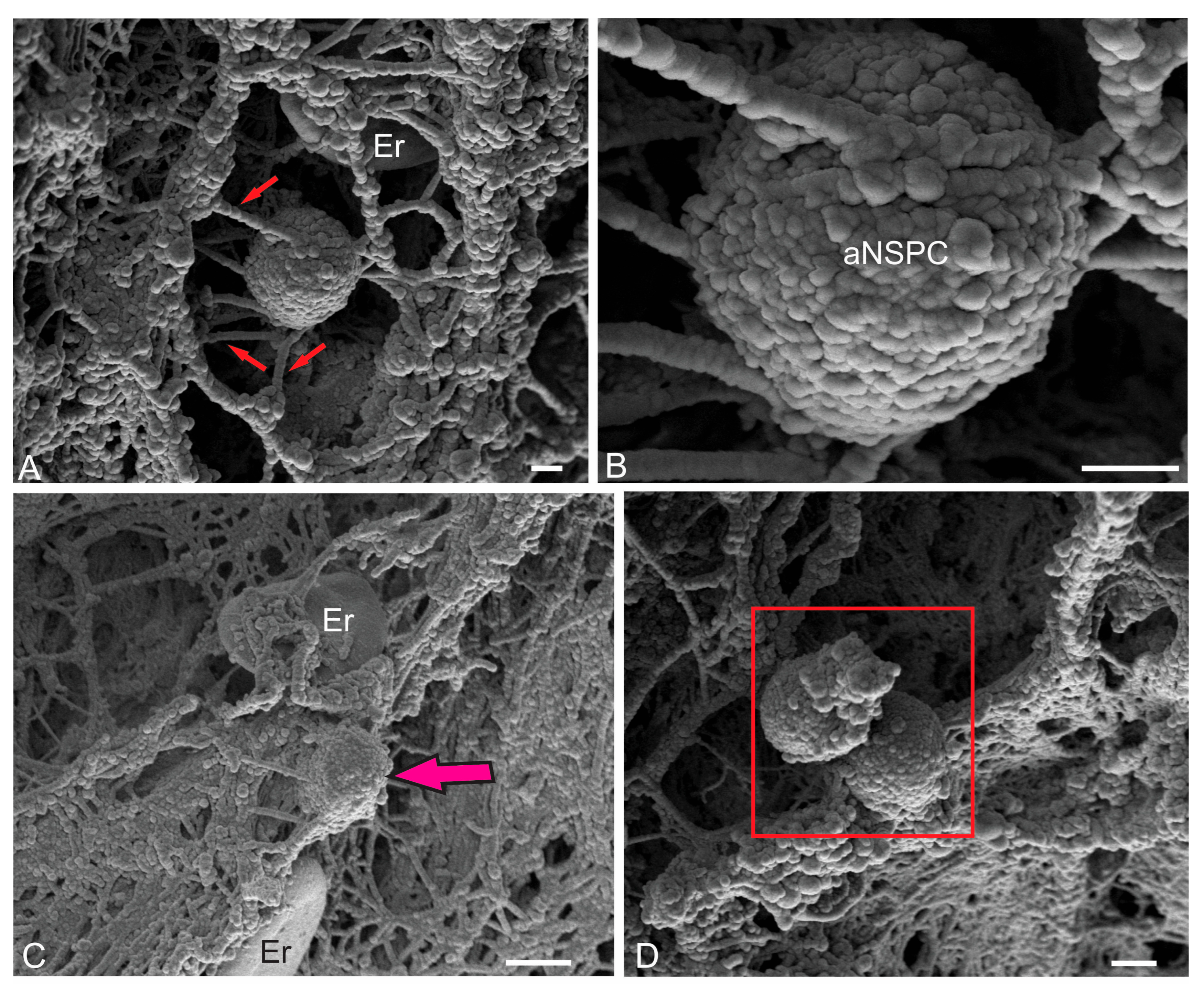 Ijms 26 11123 g007a Ijms 26 11123 g007a