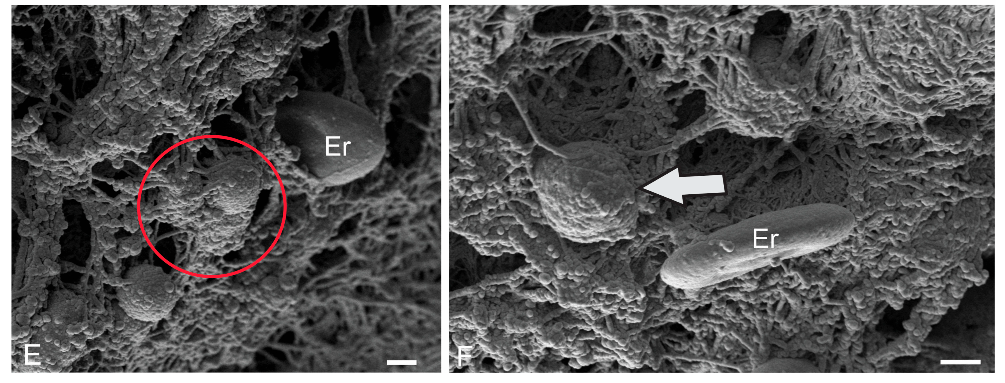 Ijms 26 11123 g007b Ijms 26 11123 g007b