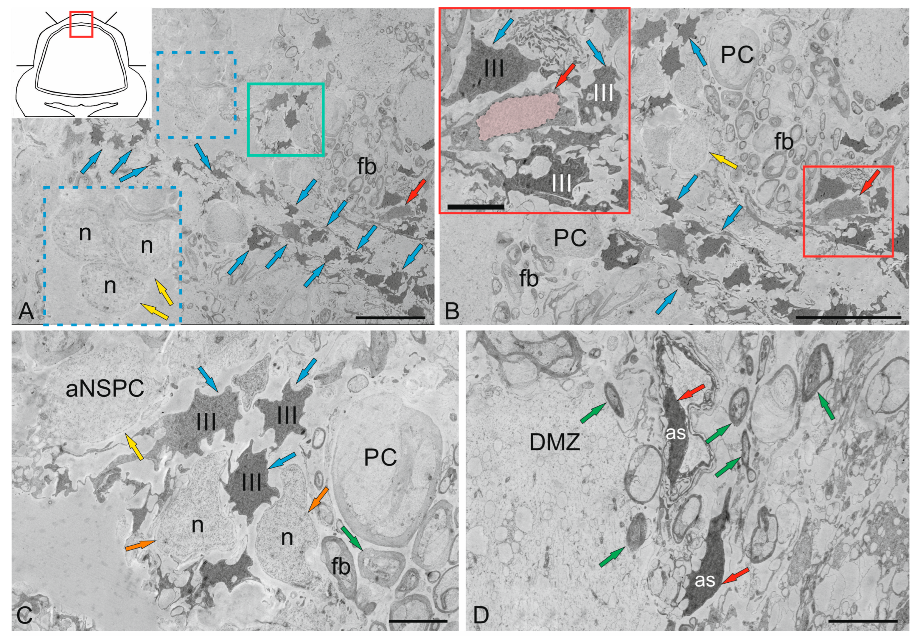Ijms 26 11123 g008a Ijms 26 11123 g008a