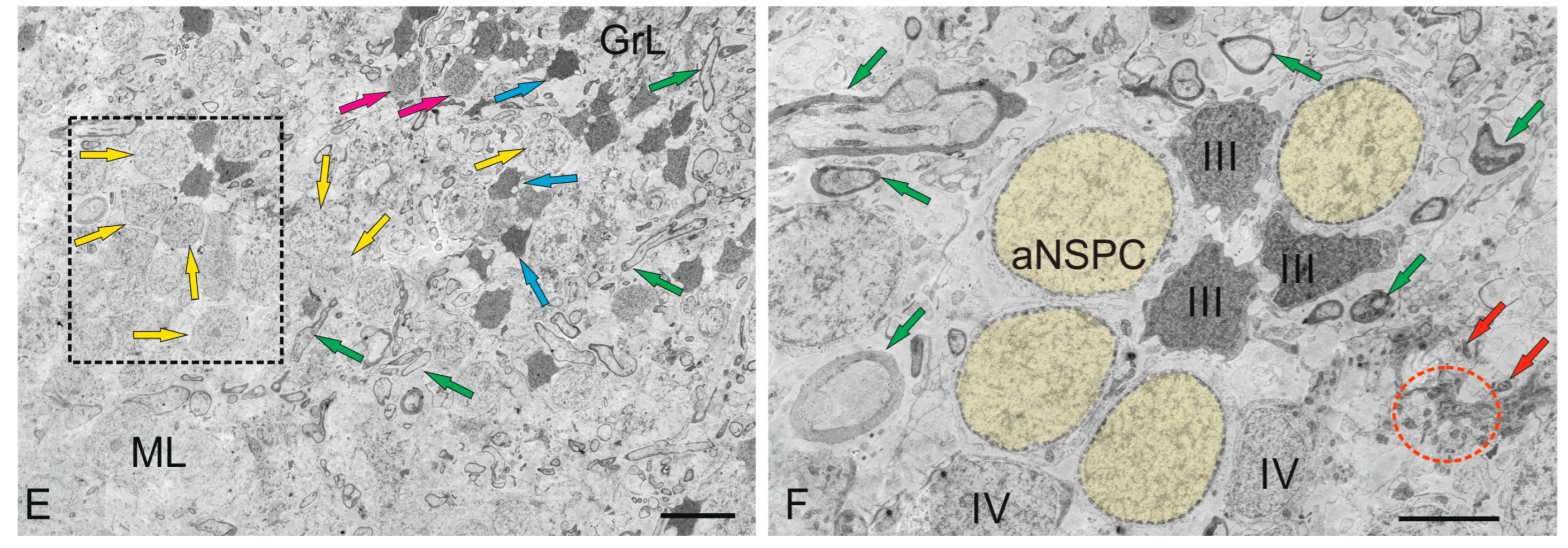 Ijms 26 11123 g008b Ijms 26 11123 g008b