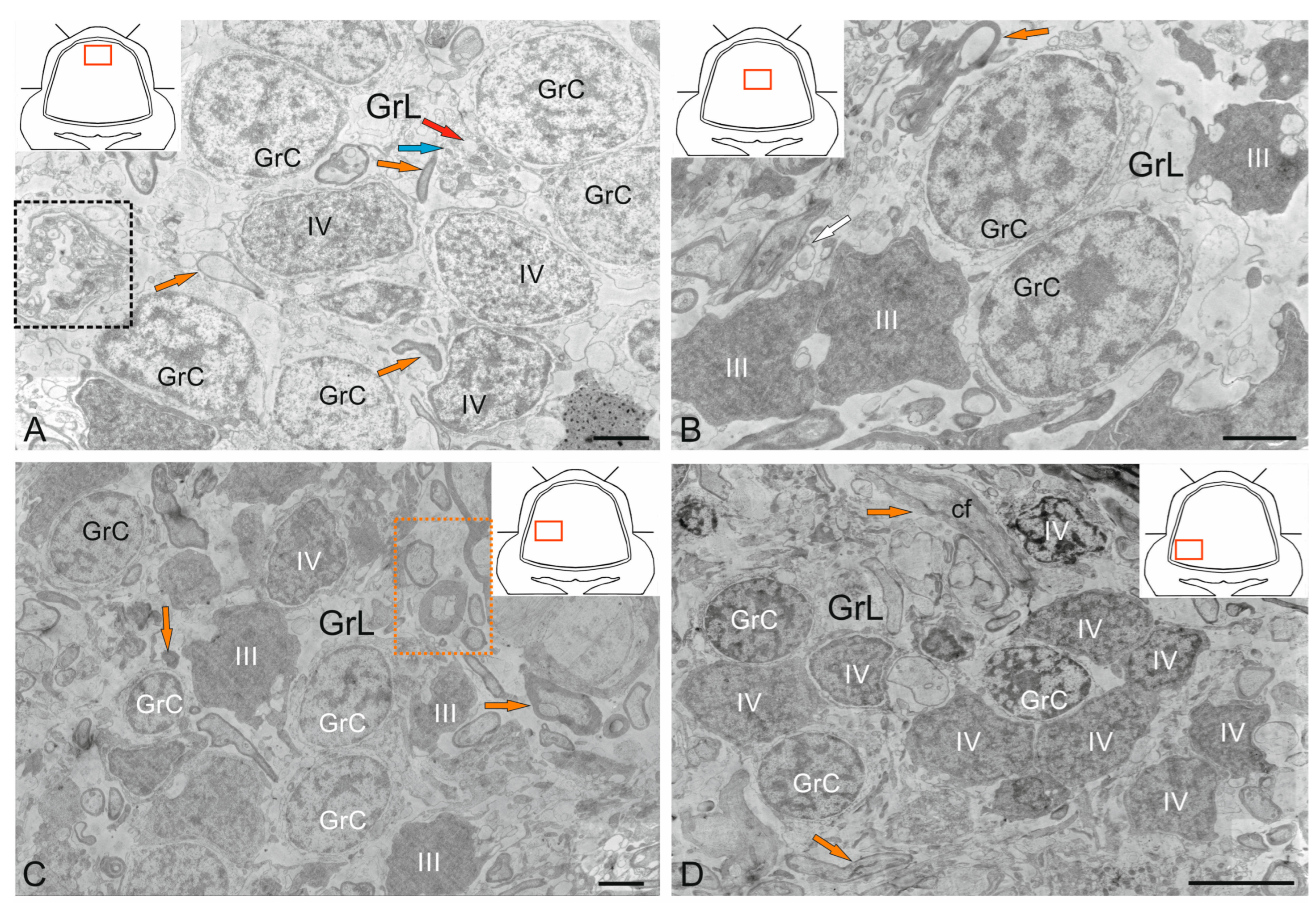 Ijms 26 11123 g010a Ijms 26 11123 g010a