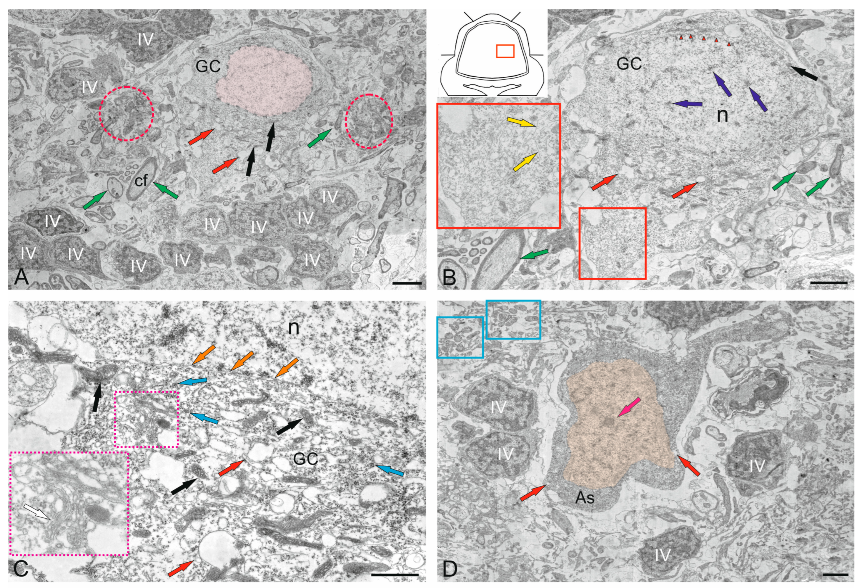 Ijms 26 11123 g011a Ijms 26 11123 g011a