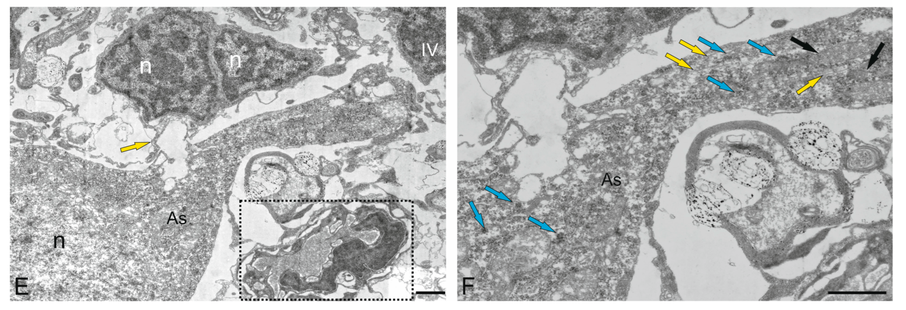 Ijms 26 11123 g011b Ijms 26 11123 g011b