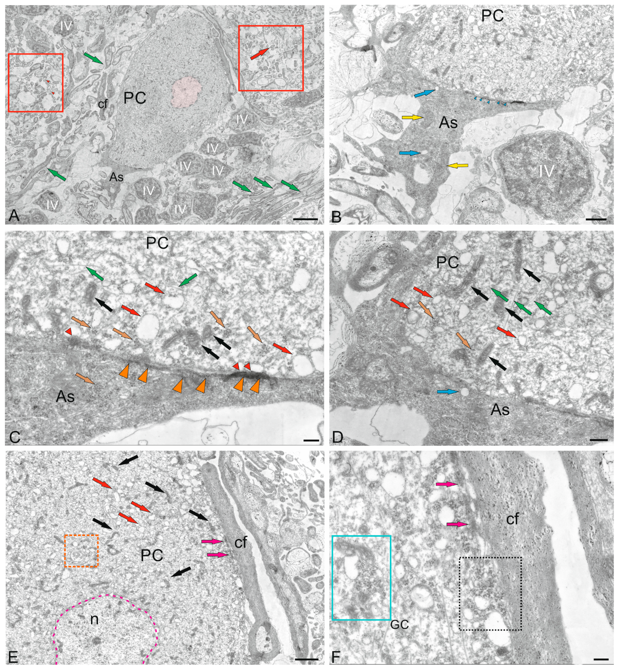 Ijms 26 11123 g012 Ijms 26 11123 g012
