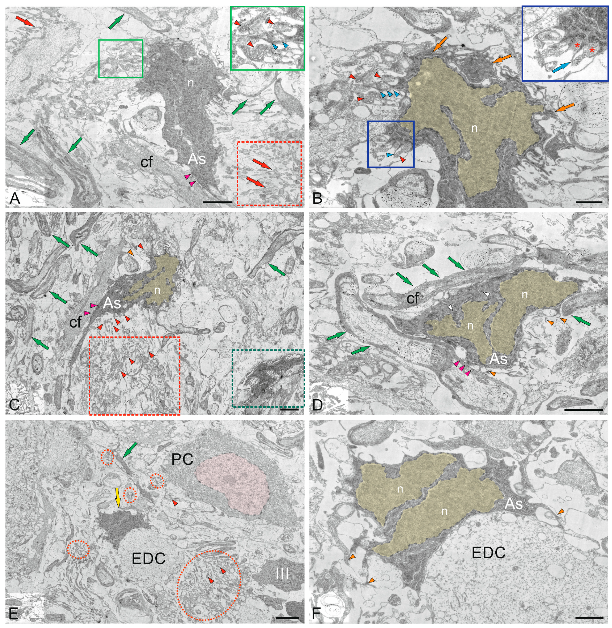 Ijms 26 11123 g013 Ijms 26 11123 g013