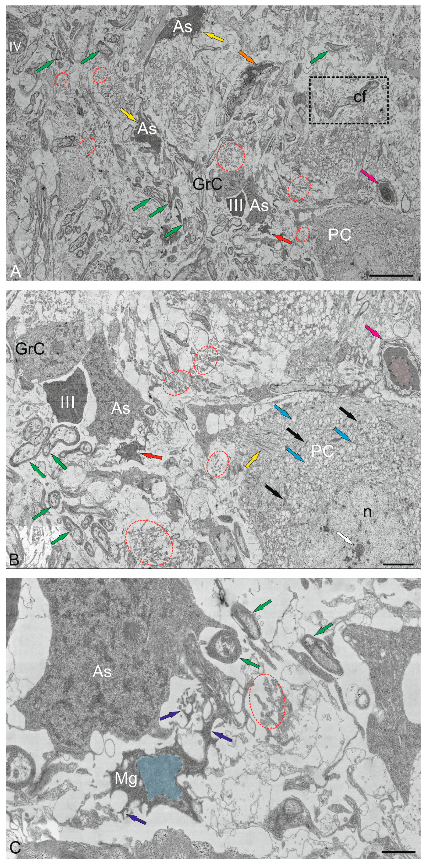 Ijms 26 11123 g014 Ijms 26 11123 g014
