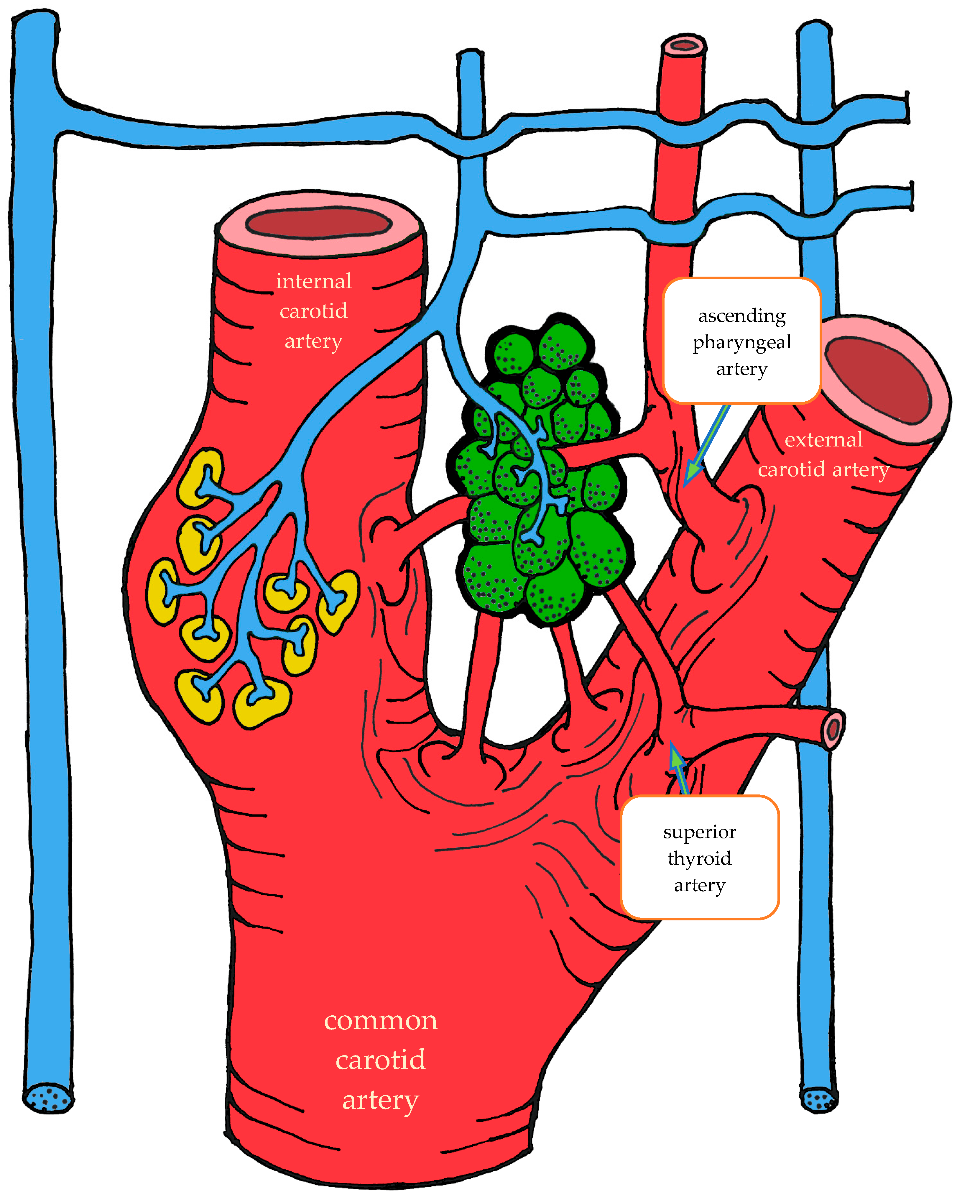 Ijms 26 11129 g001 Ijms 26 11129 g001
