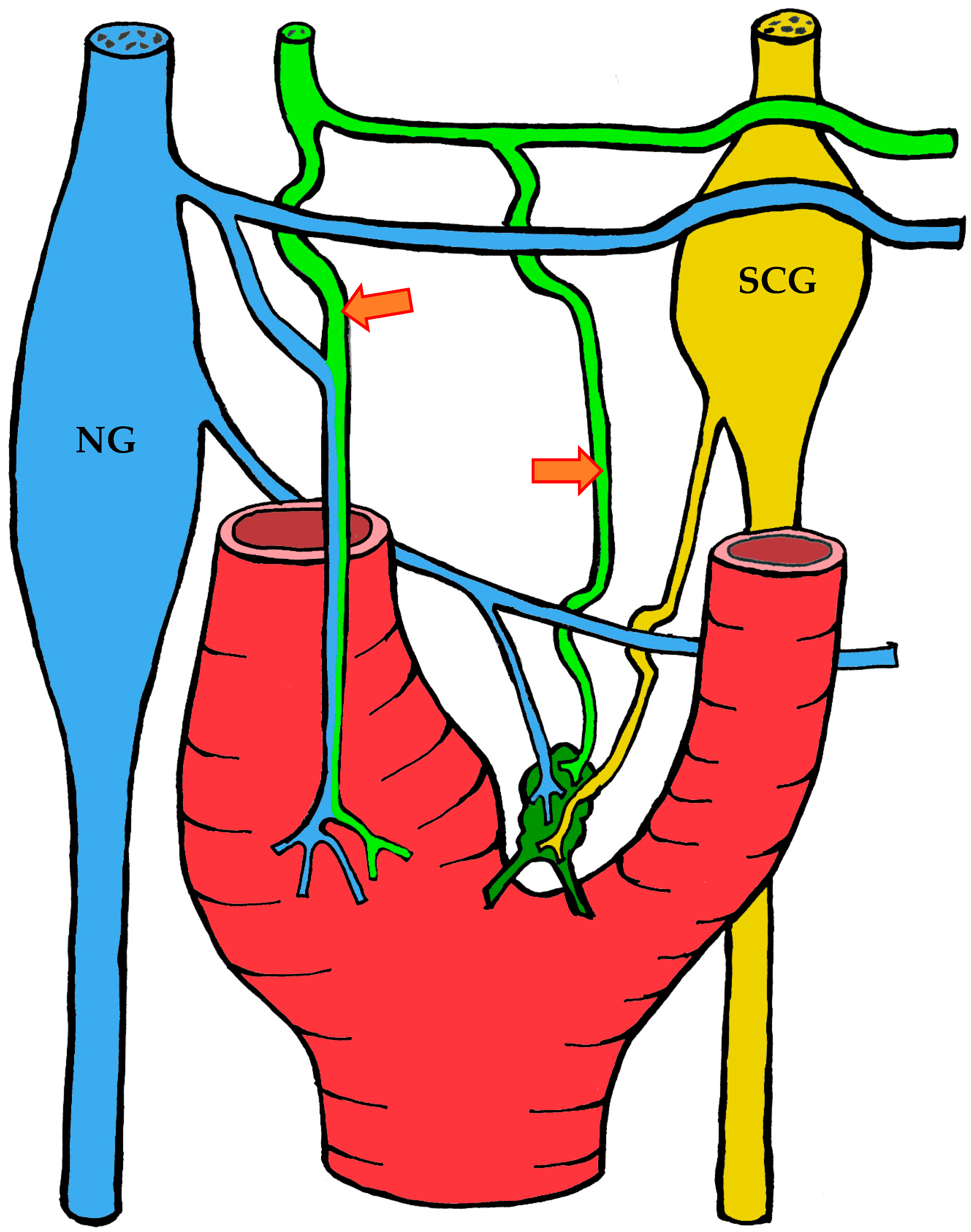 Ijms 26 11129 g003 Ijms 26 11129 g003