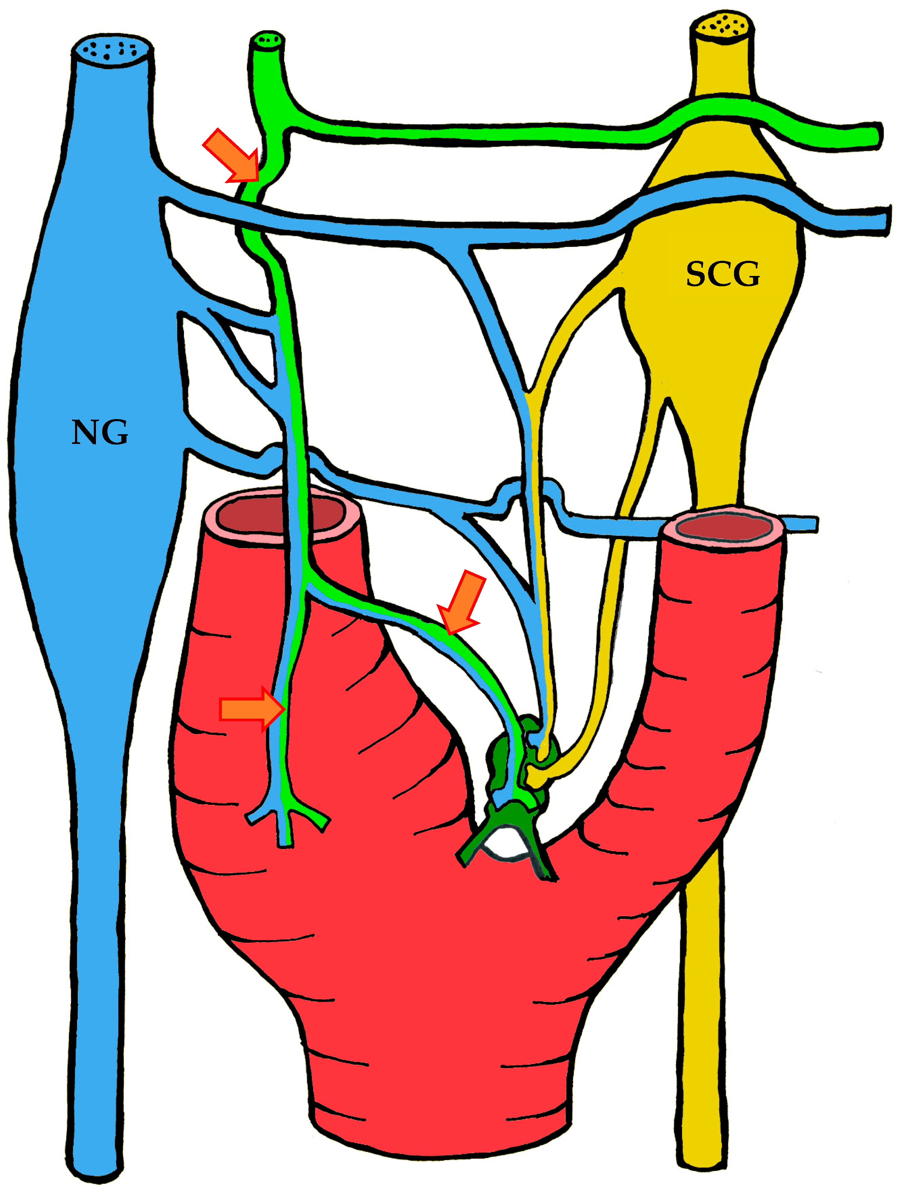 Ijms 26 11129 g004 Ijms 26 11129 g004