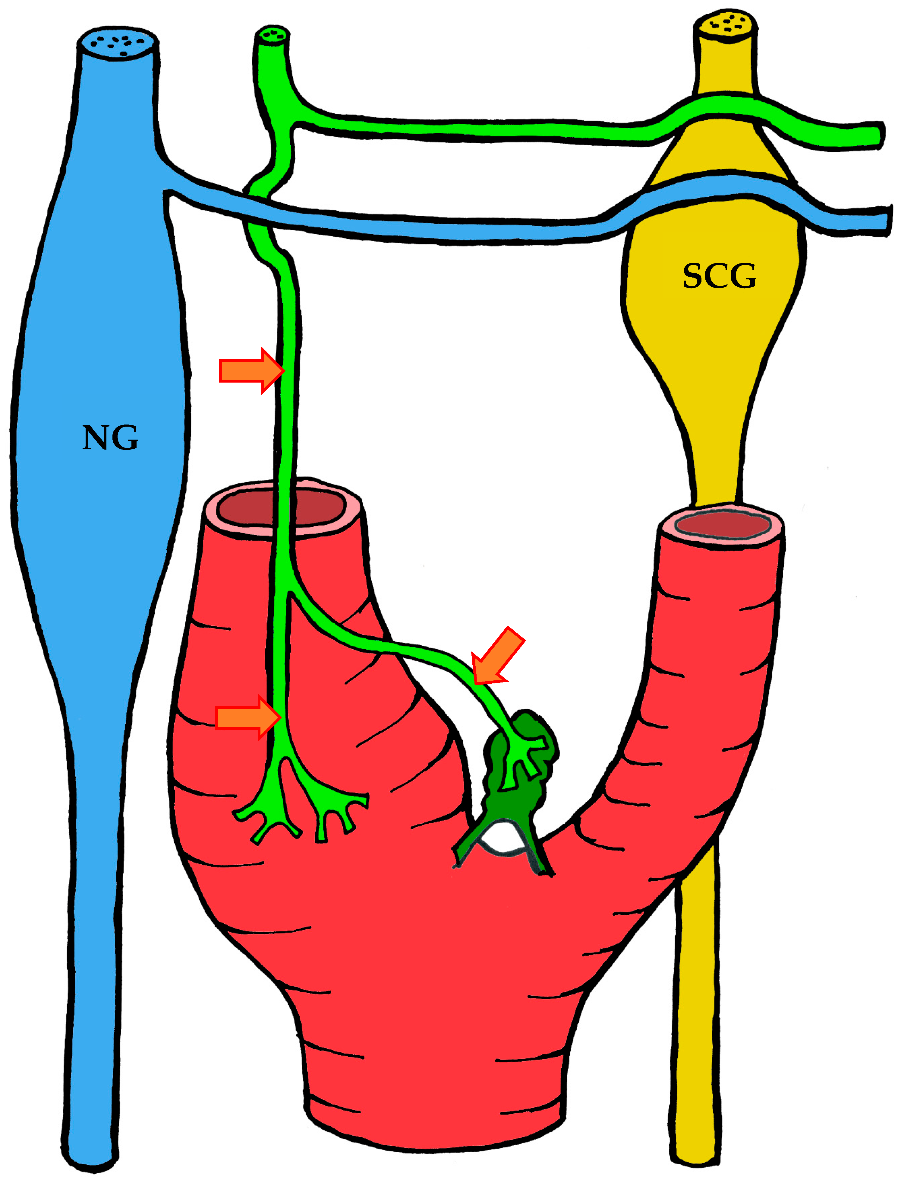 Ijms 26 11129 g007 Ijms 26 11129 g007