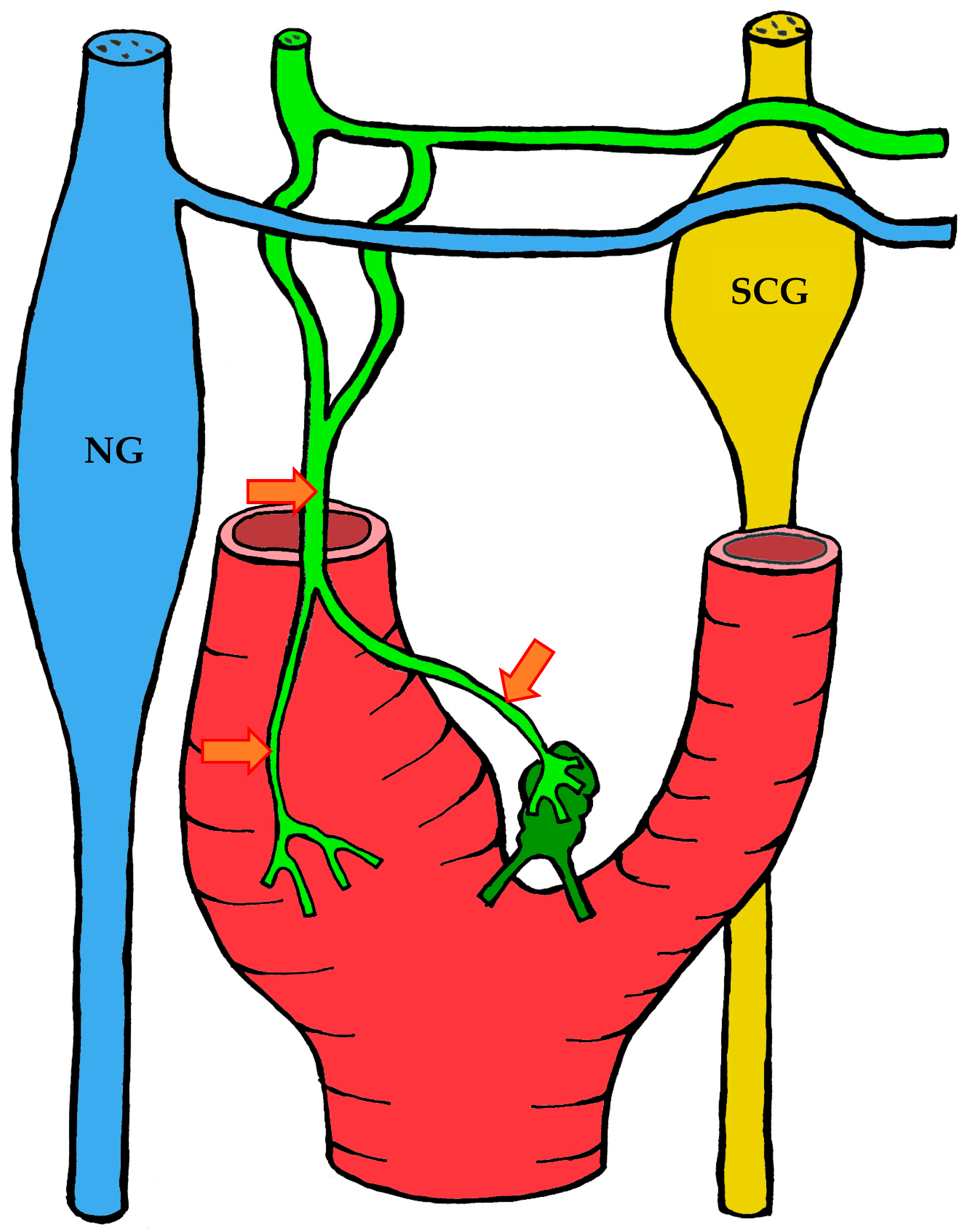 Ijms 26 11129 g008 Ijms 26 11129 g008