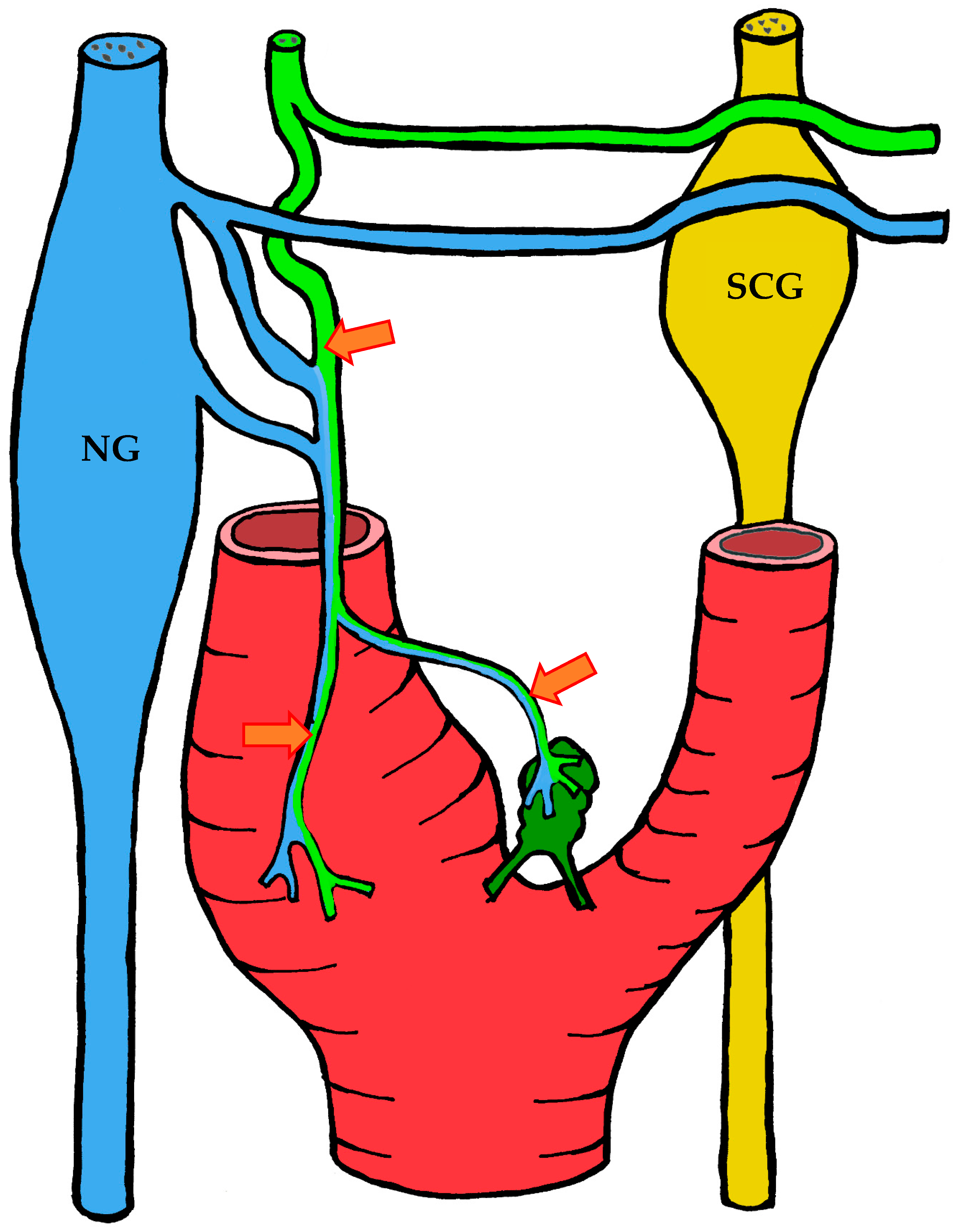 Ijms 26 11129 g009 Ijms 26 11129 g009