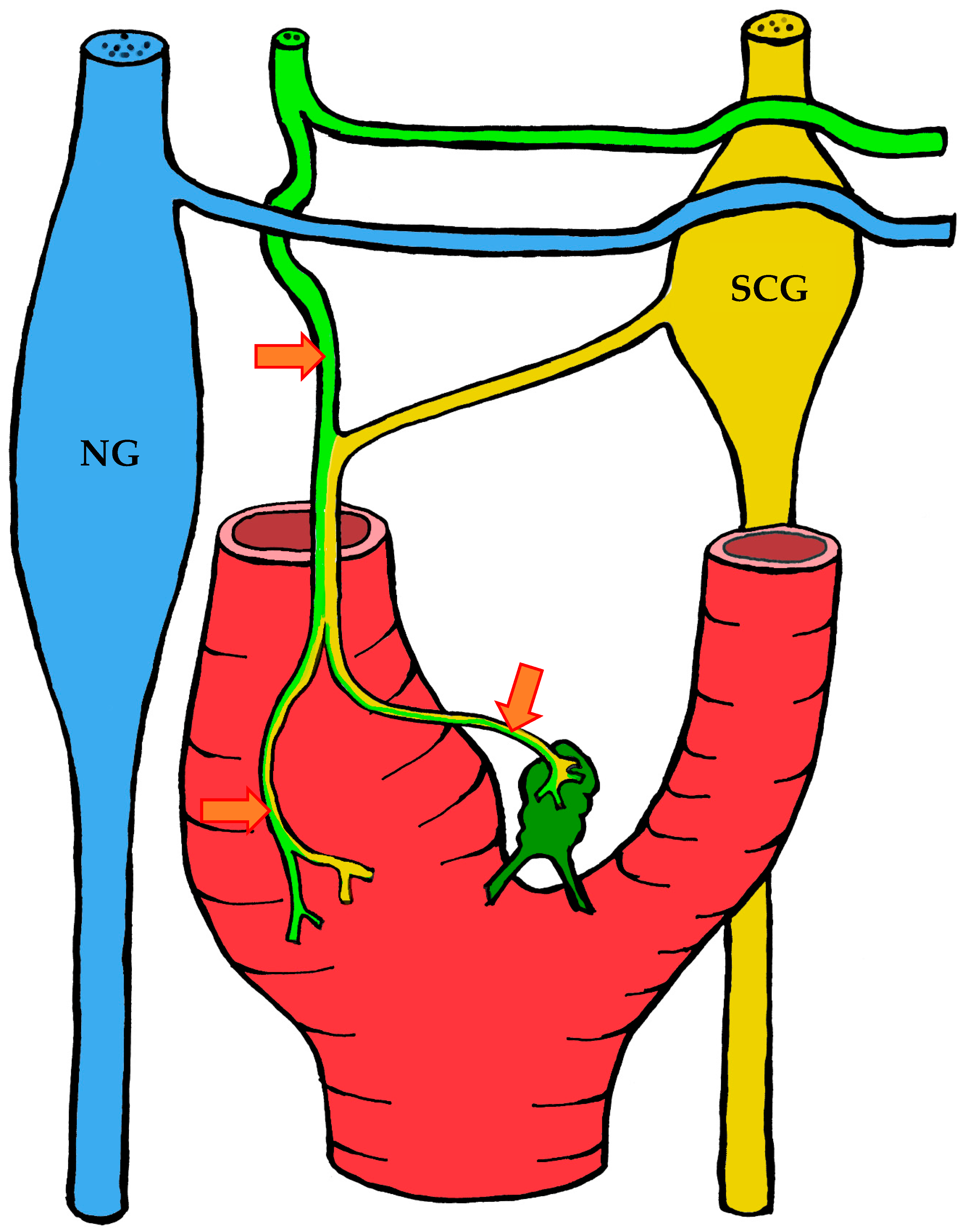 Ijms 26 11129 g010 Ijms 26 11129 g010