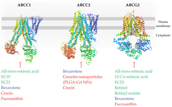 Targeting Multidrug Resistance in Cancer: Impact of Retinoids