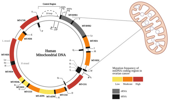 Spectrum and Impact of Mitochondrial DNA Mutations in Ovarian Cancer